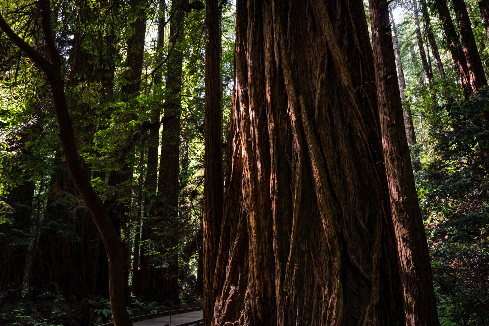 Muir Woods
