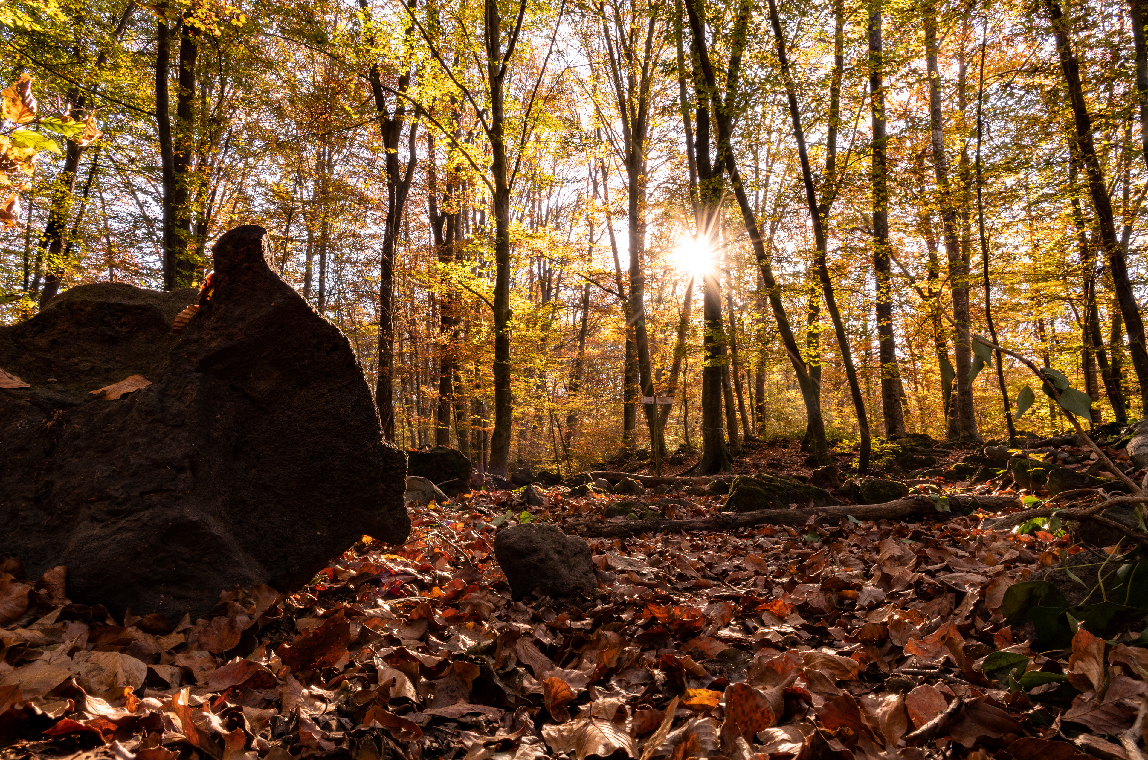 La fageda, tan mágica