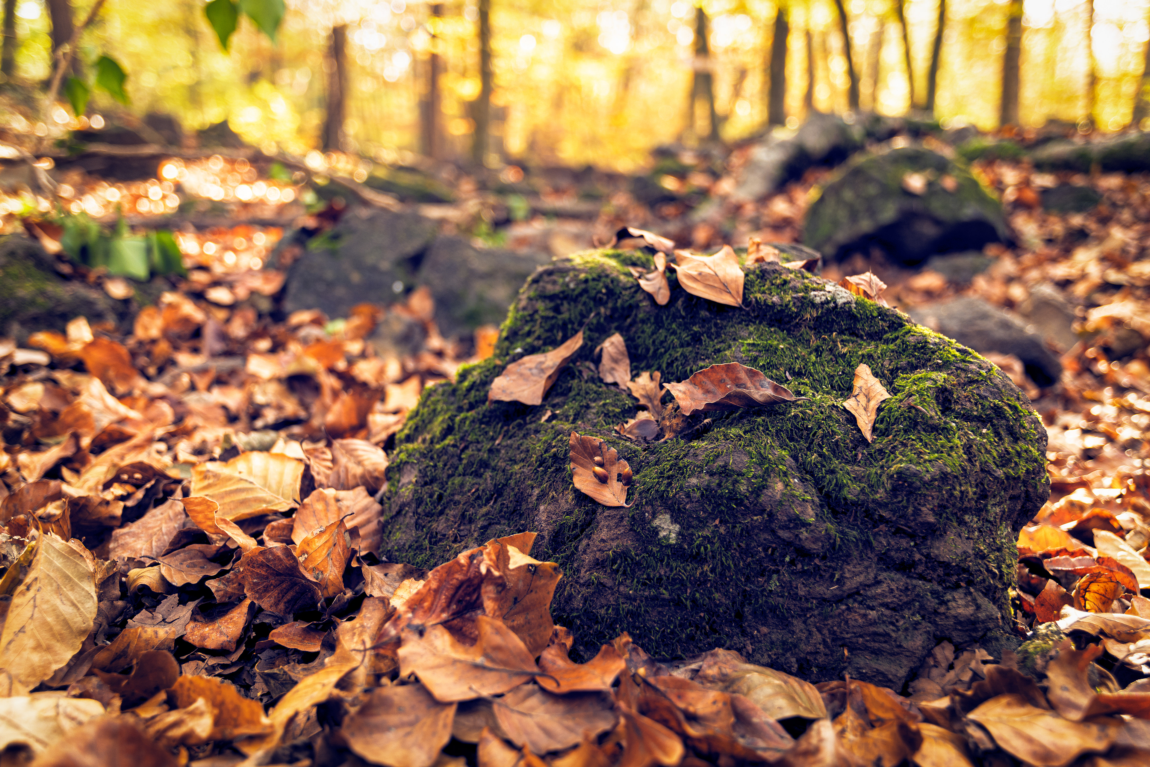 La Fageda d´en Jordà