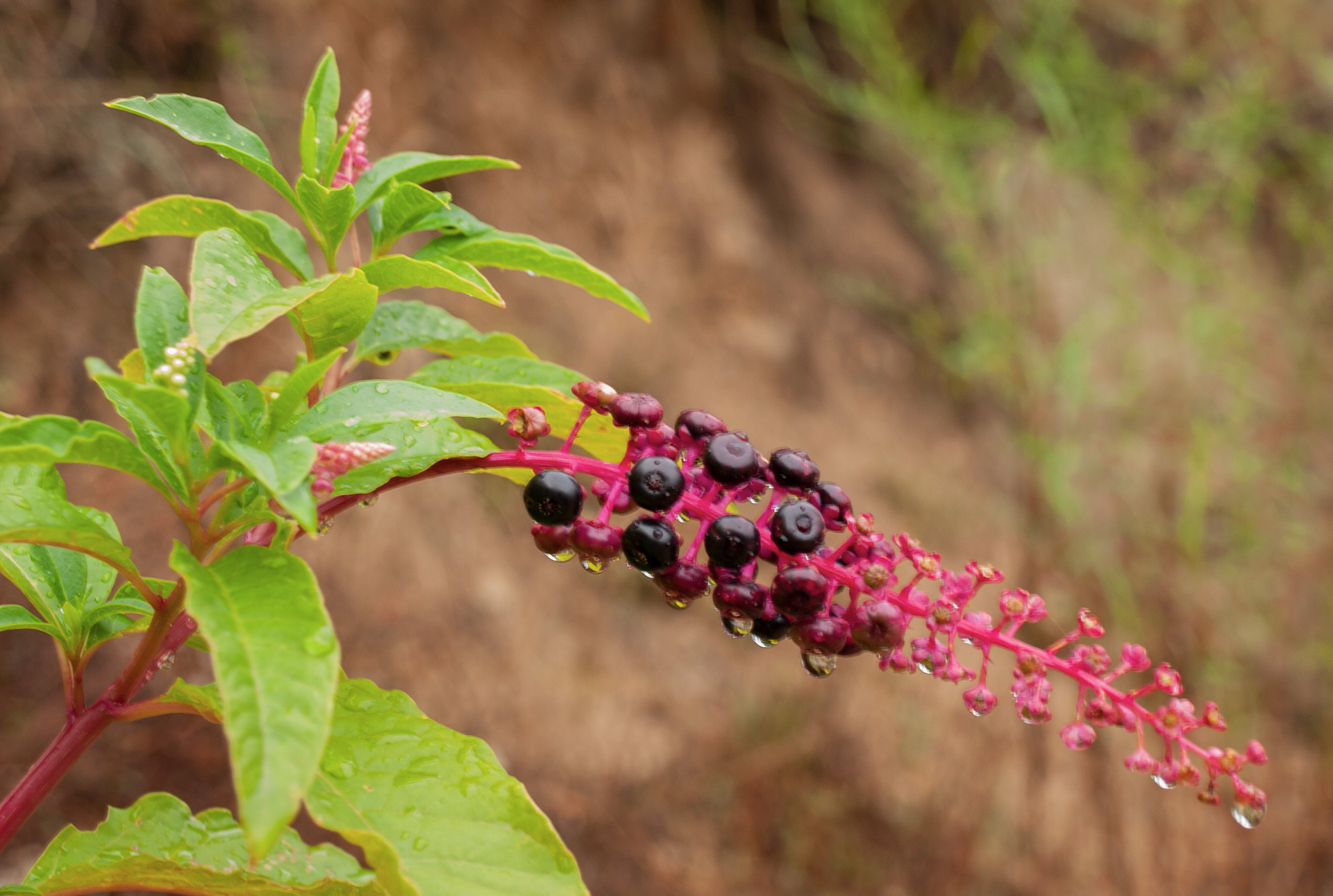 flor silvestre en Riudarenes