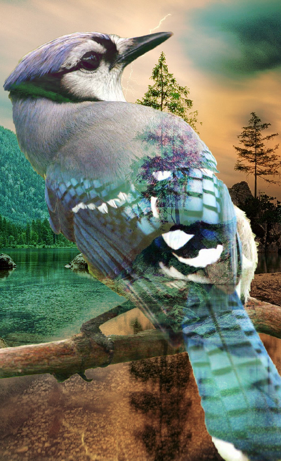 oiseau avec transparence