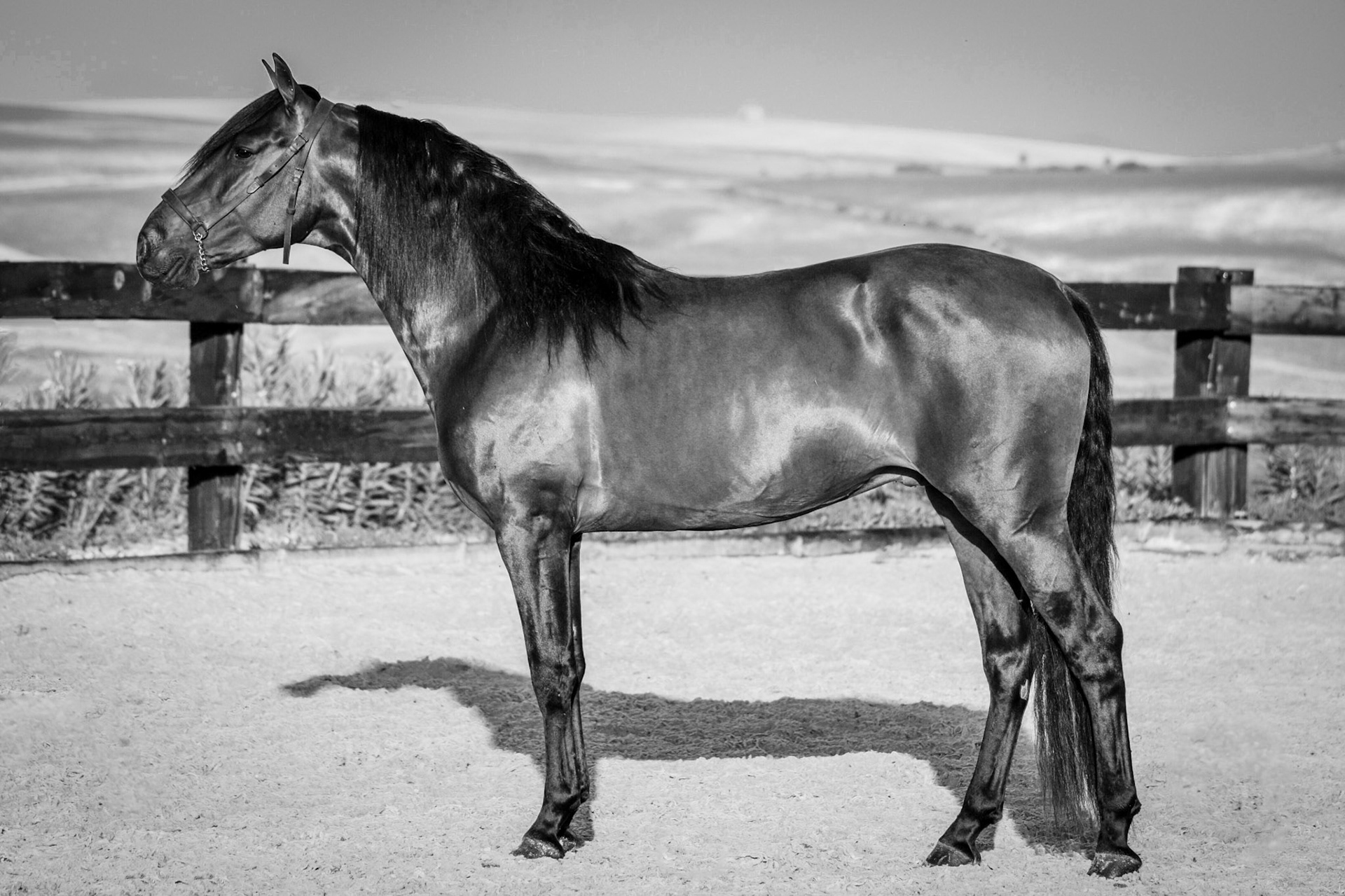PRE Stallion 4 years
