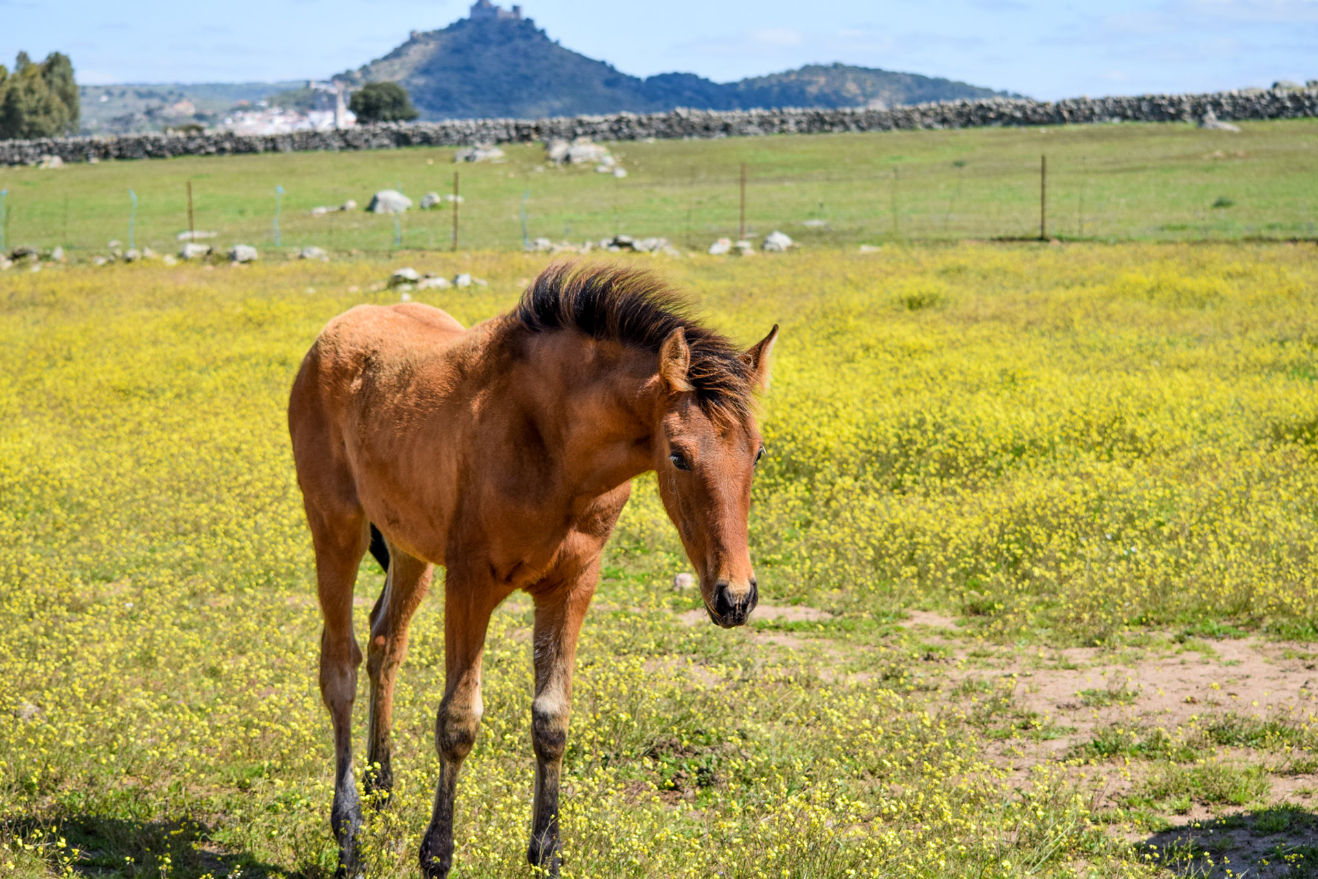 from "PRE Stud Farm in Extremadura"