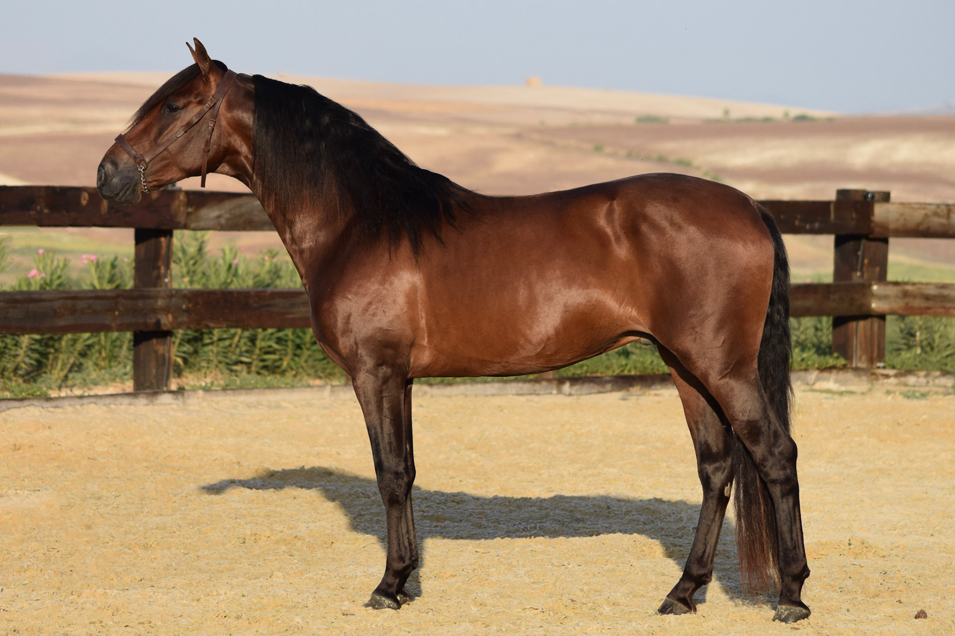 PRE Stallion 4 years