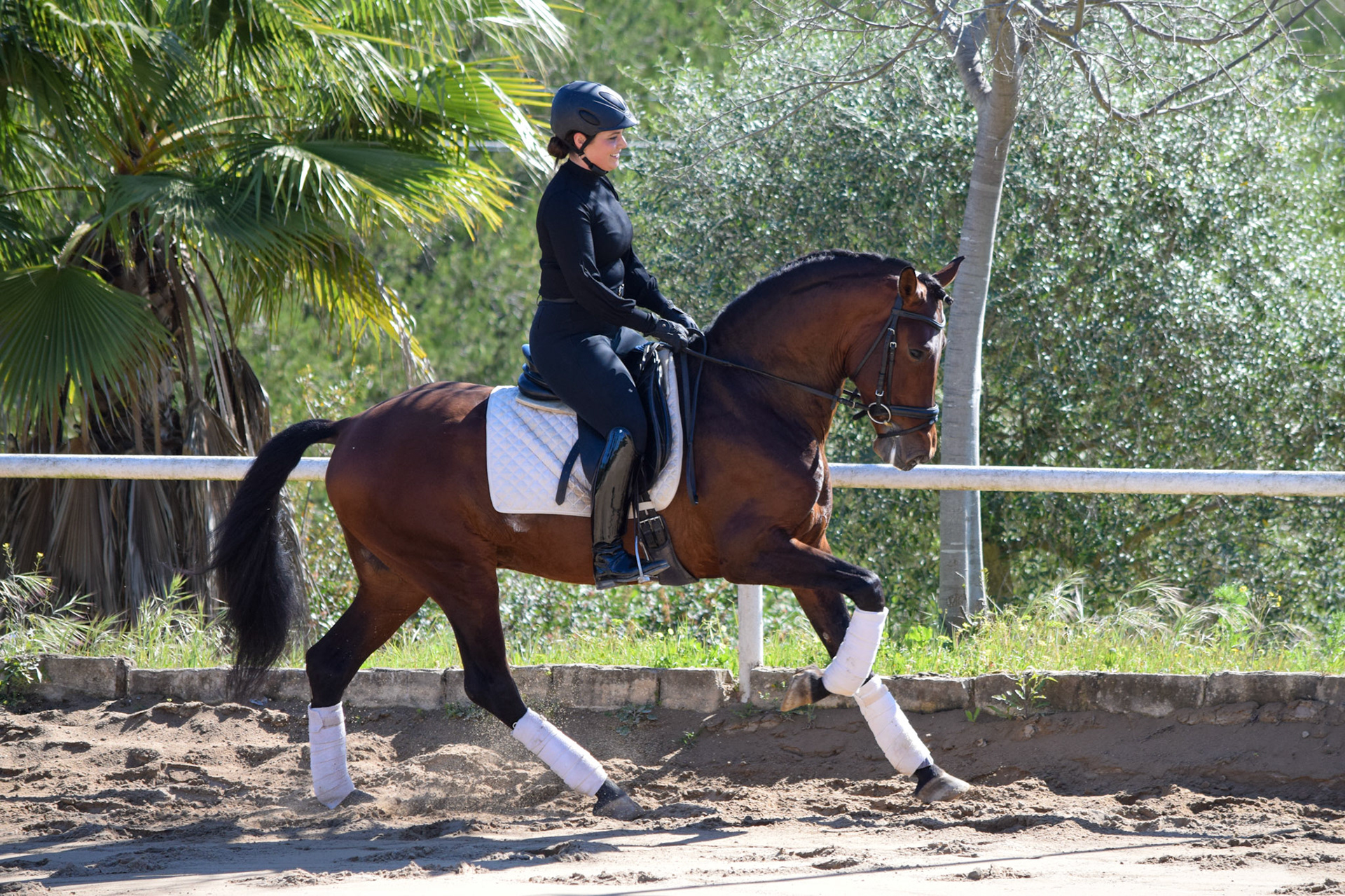 PRE Dressage Horse 5 years