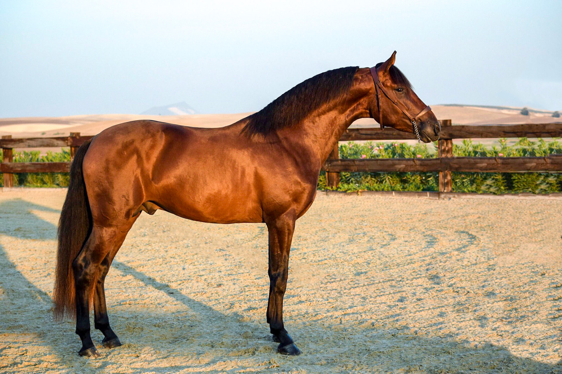 PRE Stallion 3 years