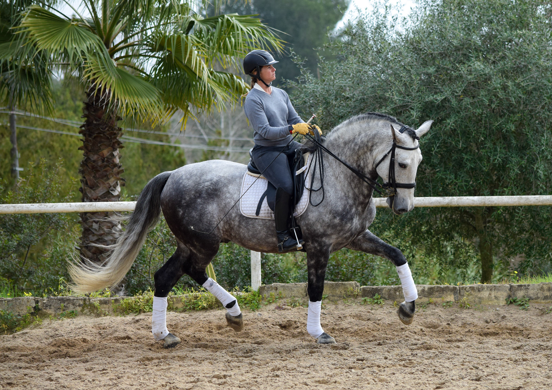 PRE Dressage Horse
