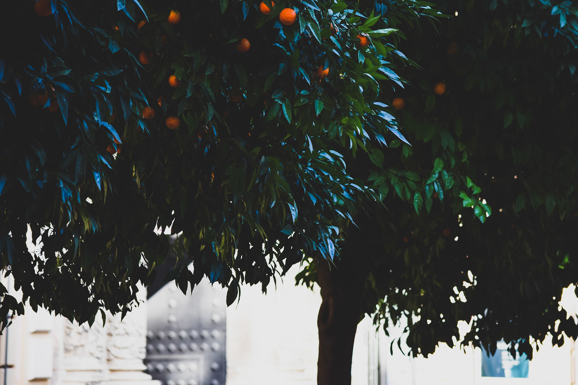 from "City of Oranges"