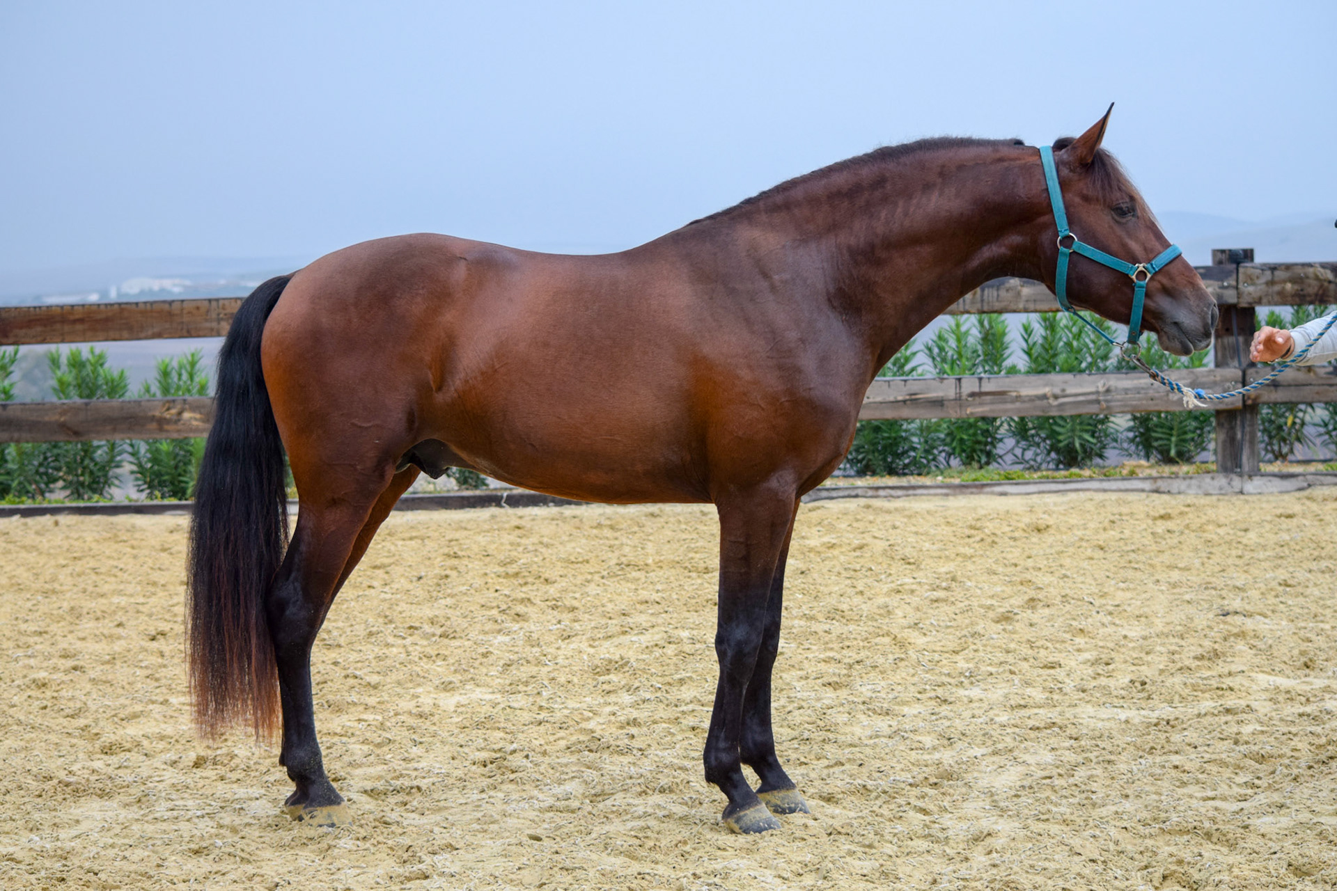 PRE Stallion 3 years