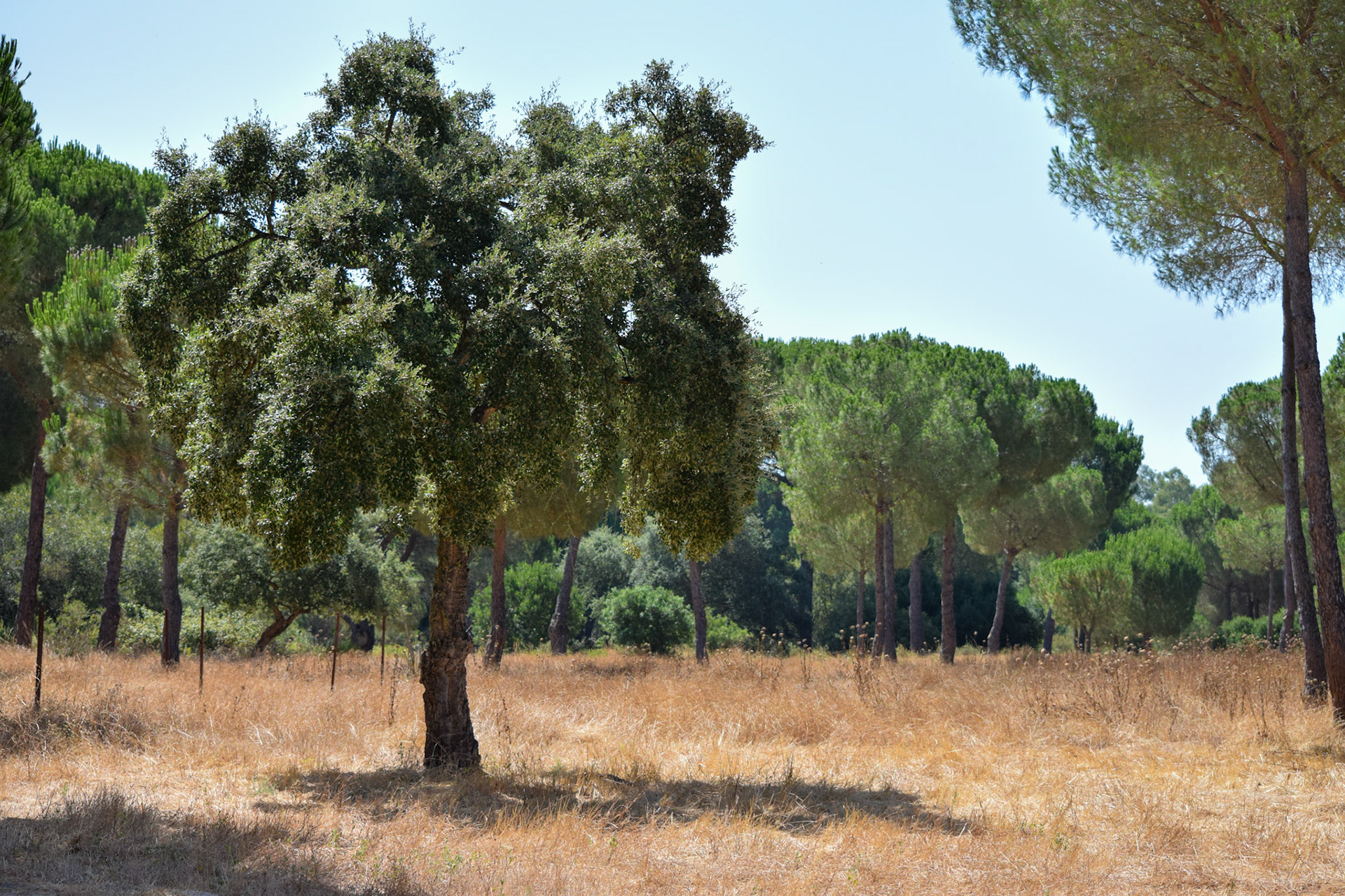 from "La Doñana National Park"