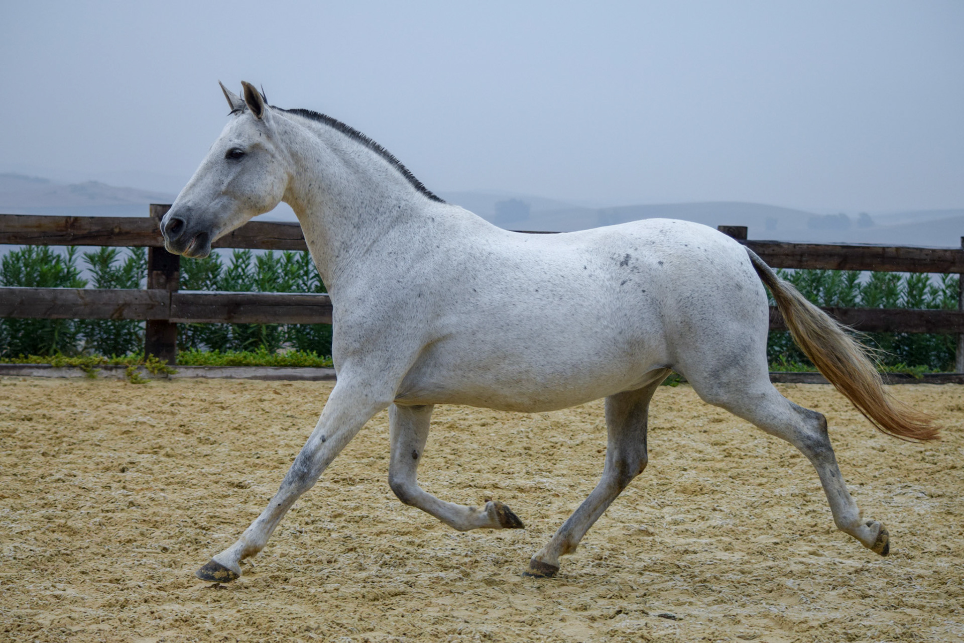 PRE Broodmare