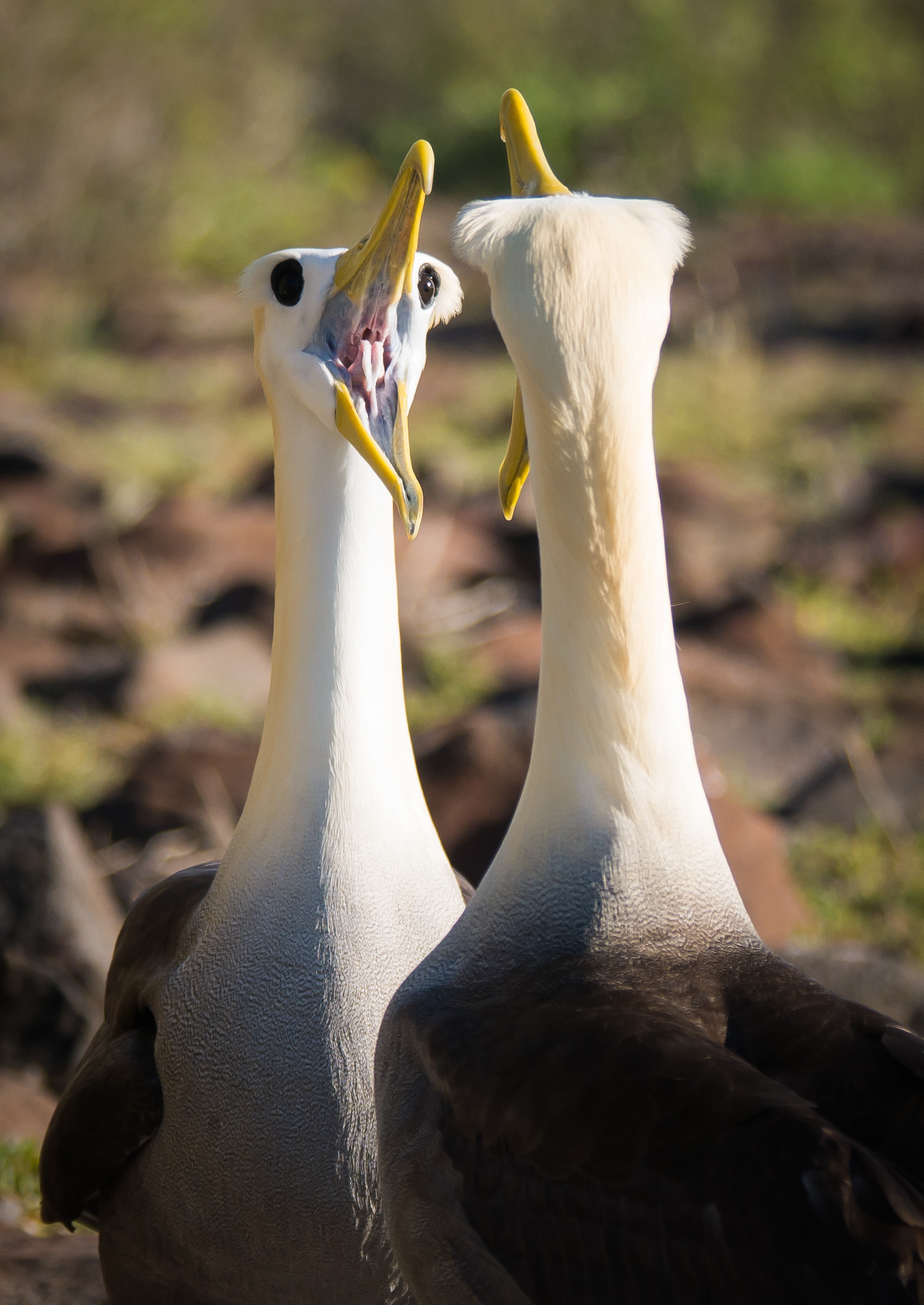 Waved albatross courtship ritual - Second place for wildlife behaviour in the 2014 Focus on Galapagos Photo Competition