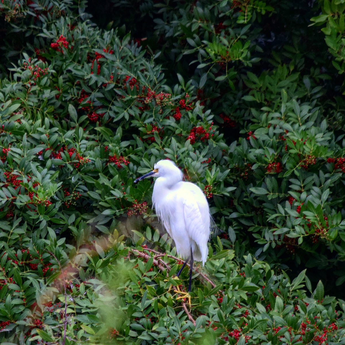 Matthew Mohondro Corpus Christi Birds