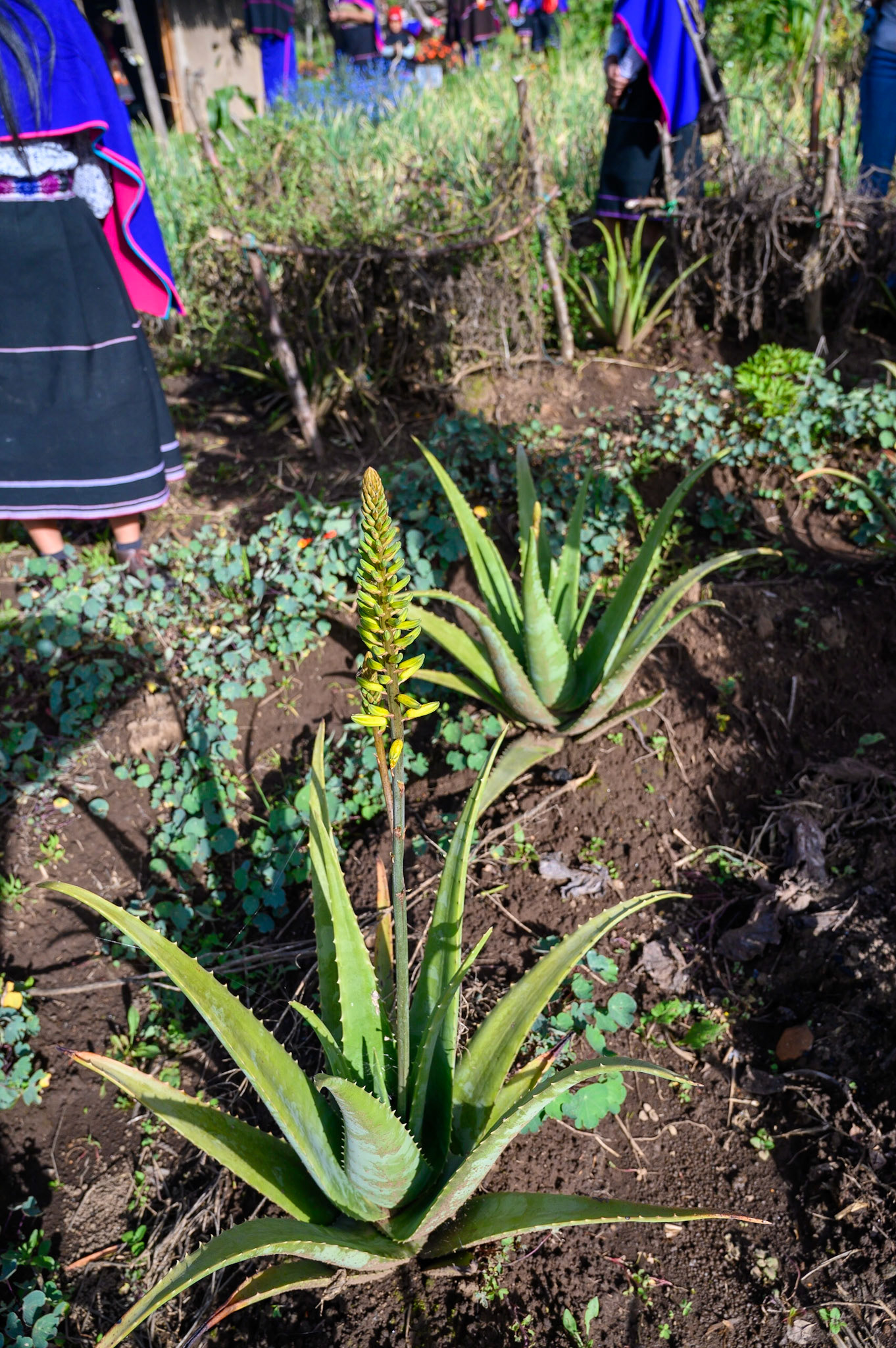 Silvia, Cauca, Colombie