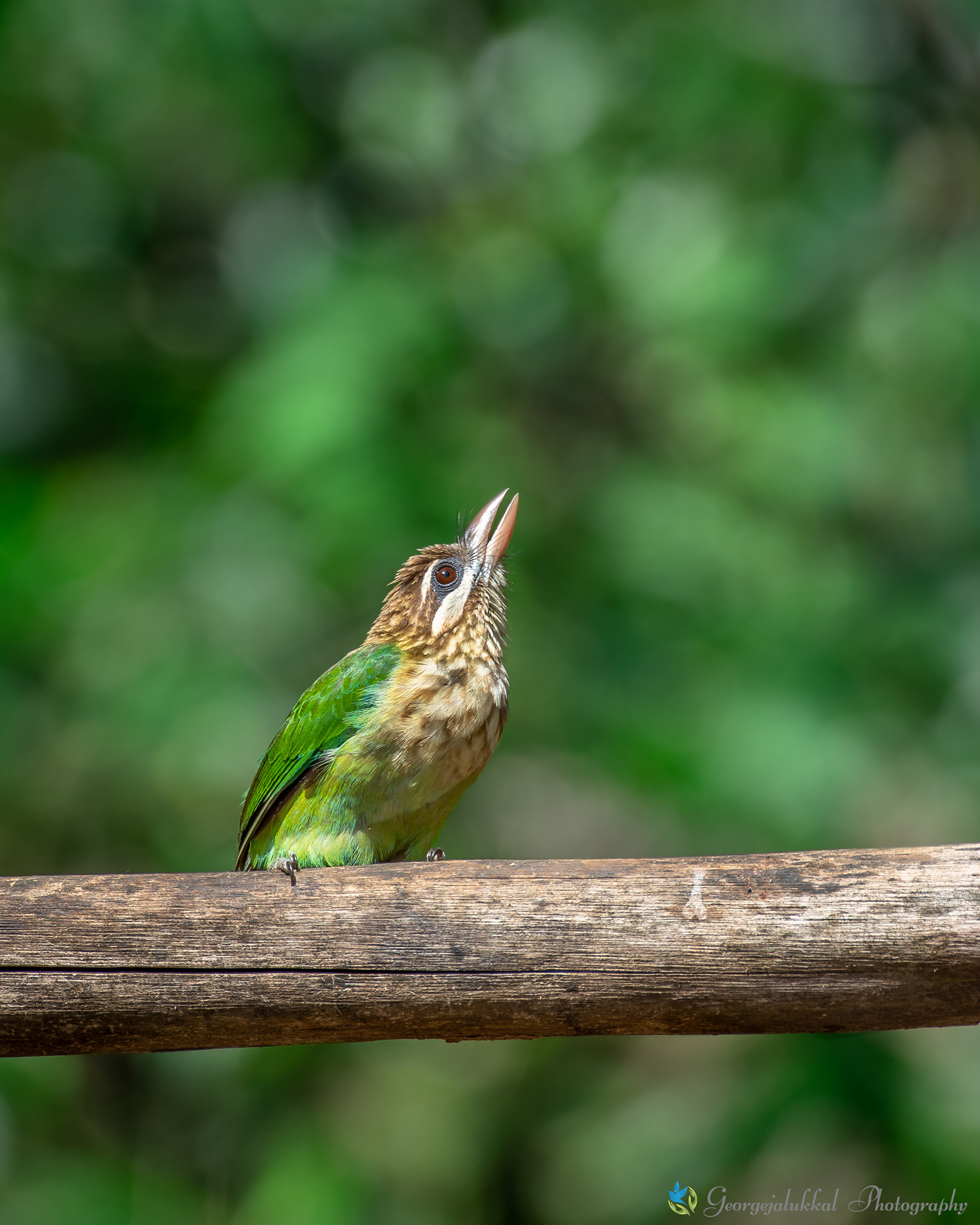 White Cheeked barbet / പച്ചിലക്കുടുക്ക