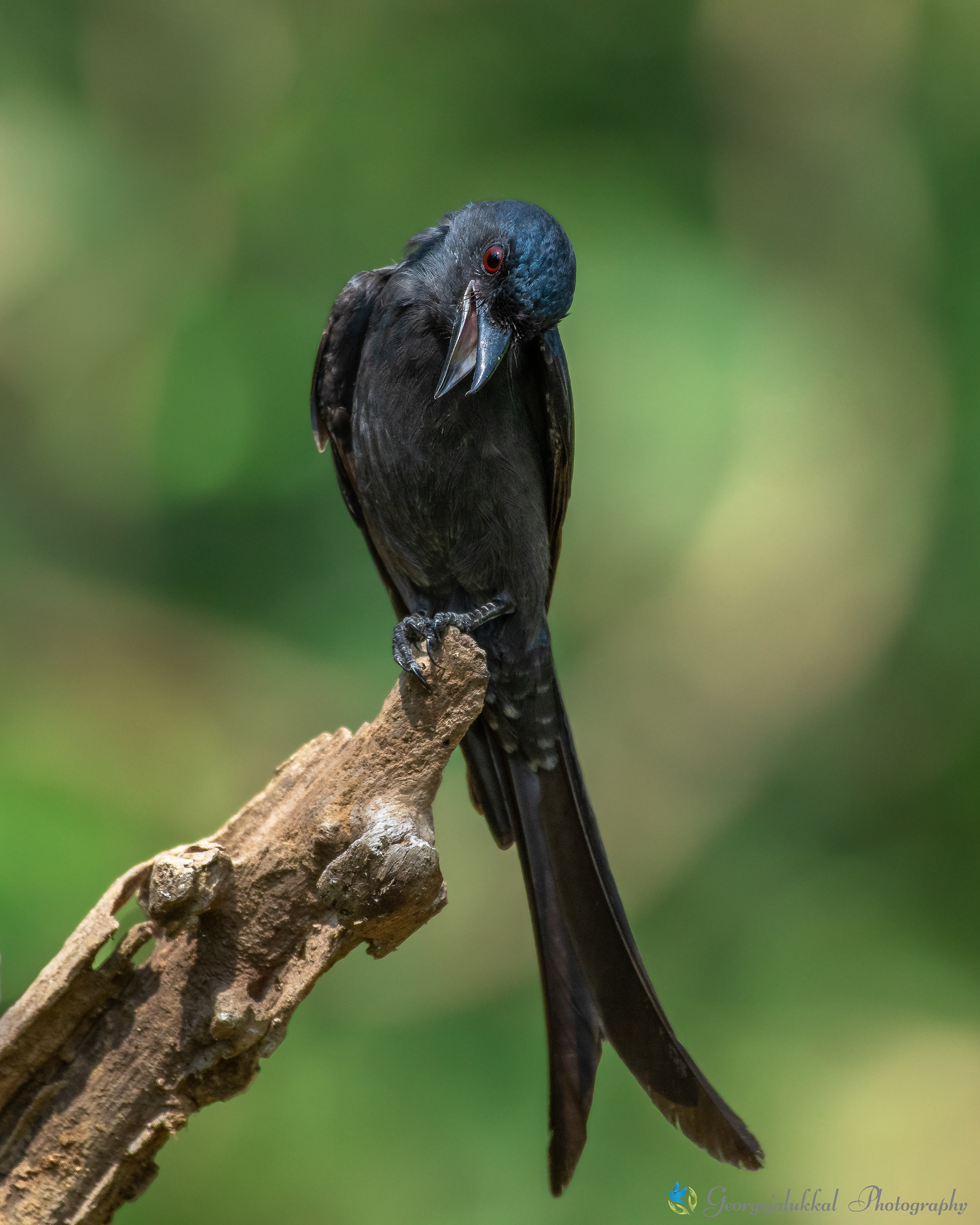 Ashy drongo / കാക്കത്തമ്പുരാൻ