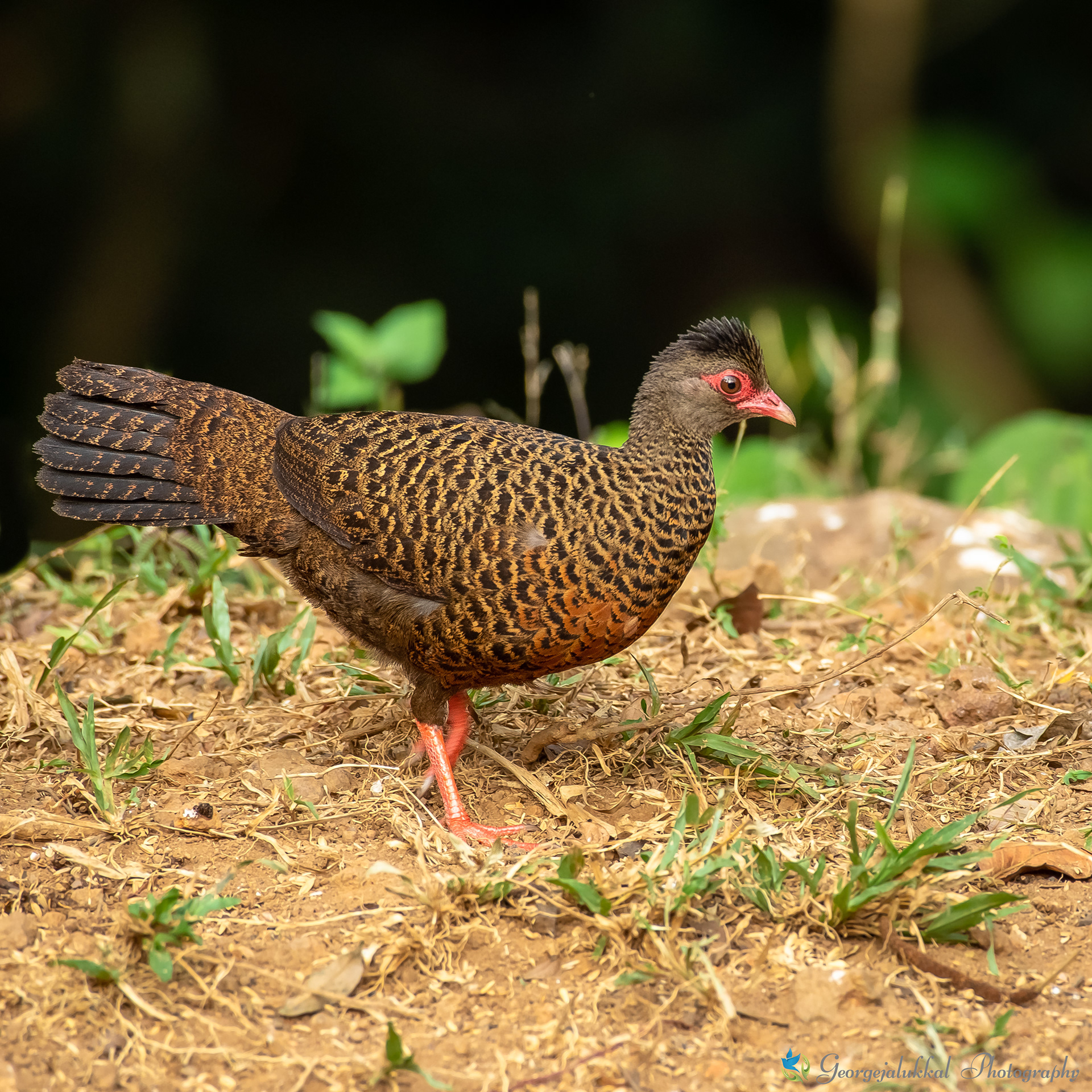 Red spurfowl, Female | ചെമ്പന് മുള്ളന്കോഴി