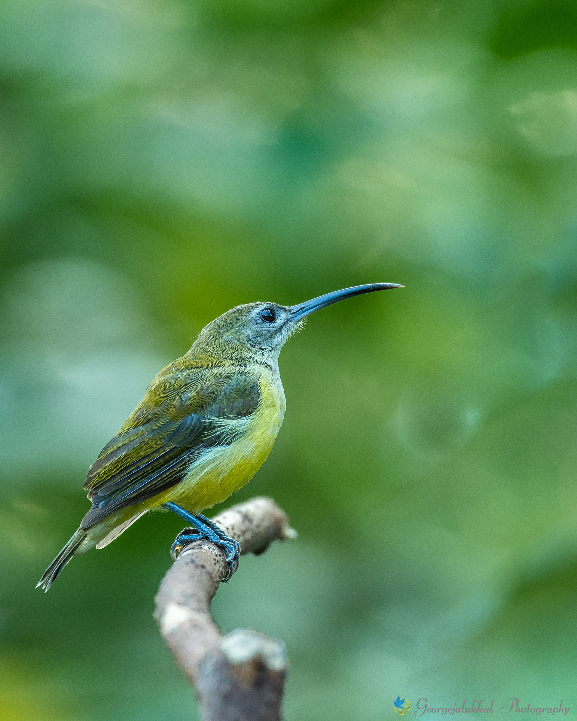 Little spiderhunter | തേൻകിളിമാടൻ