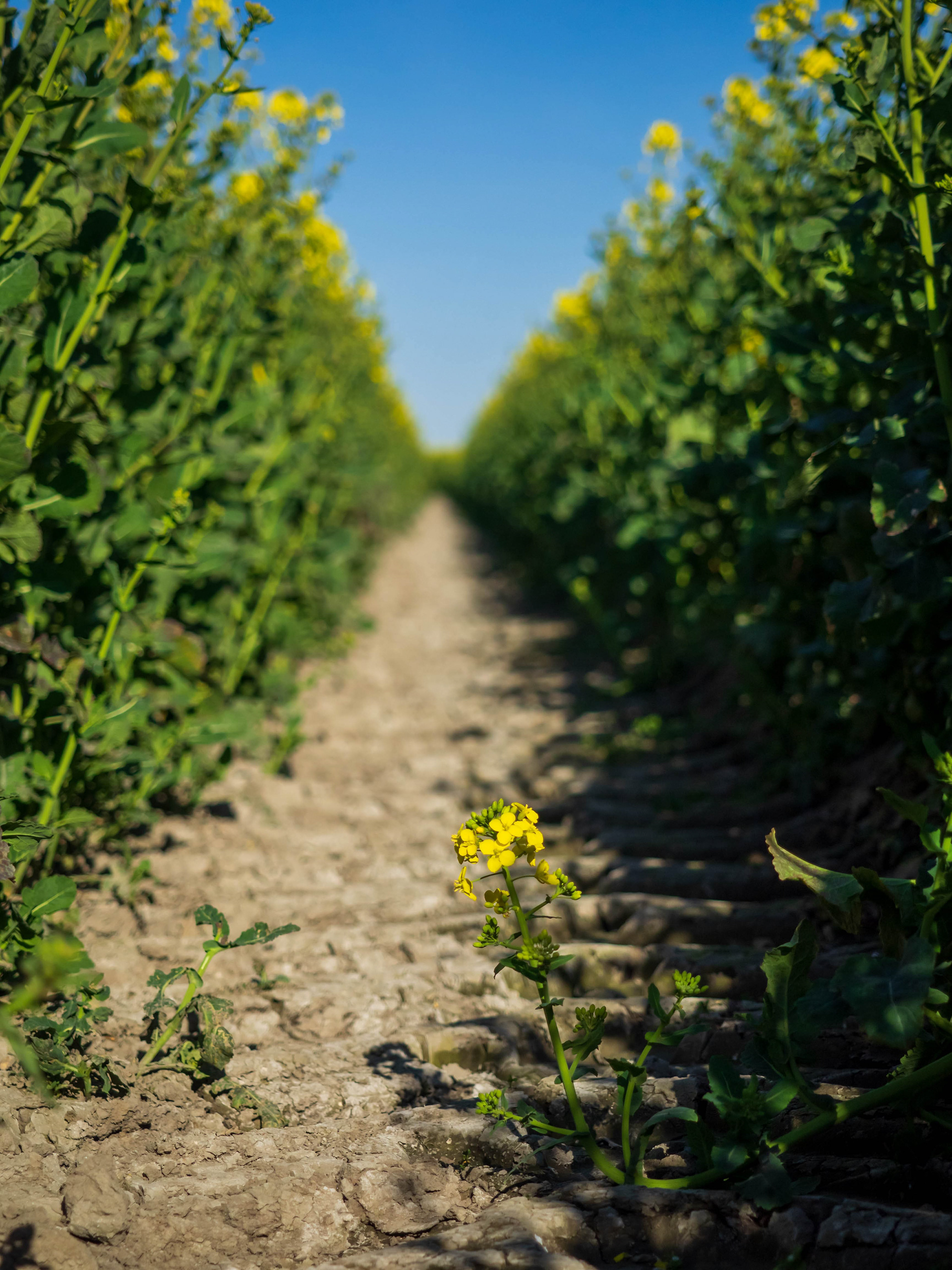 A single rapeseed flower