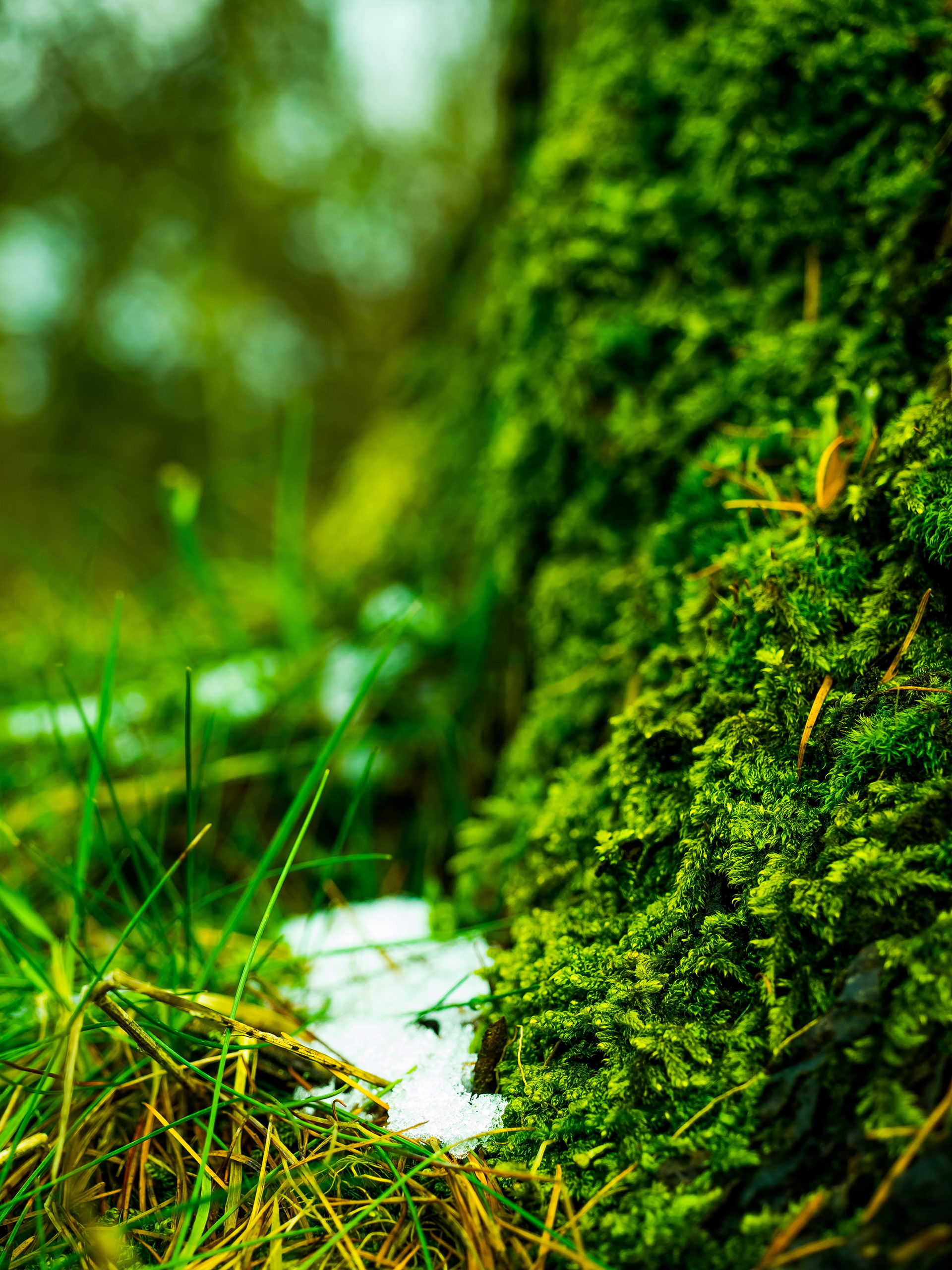Mossy Tree