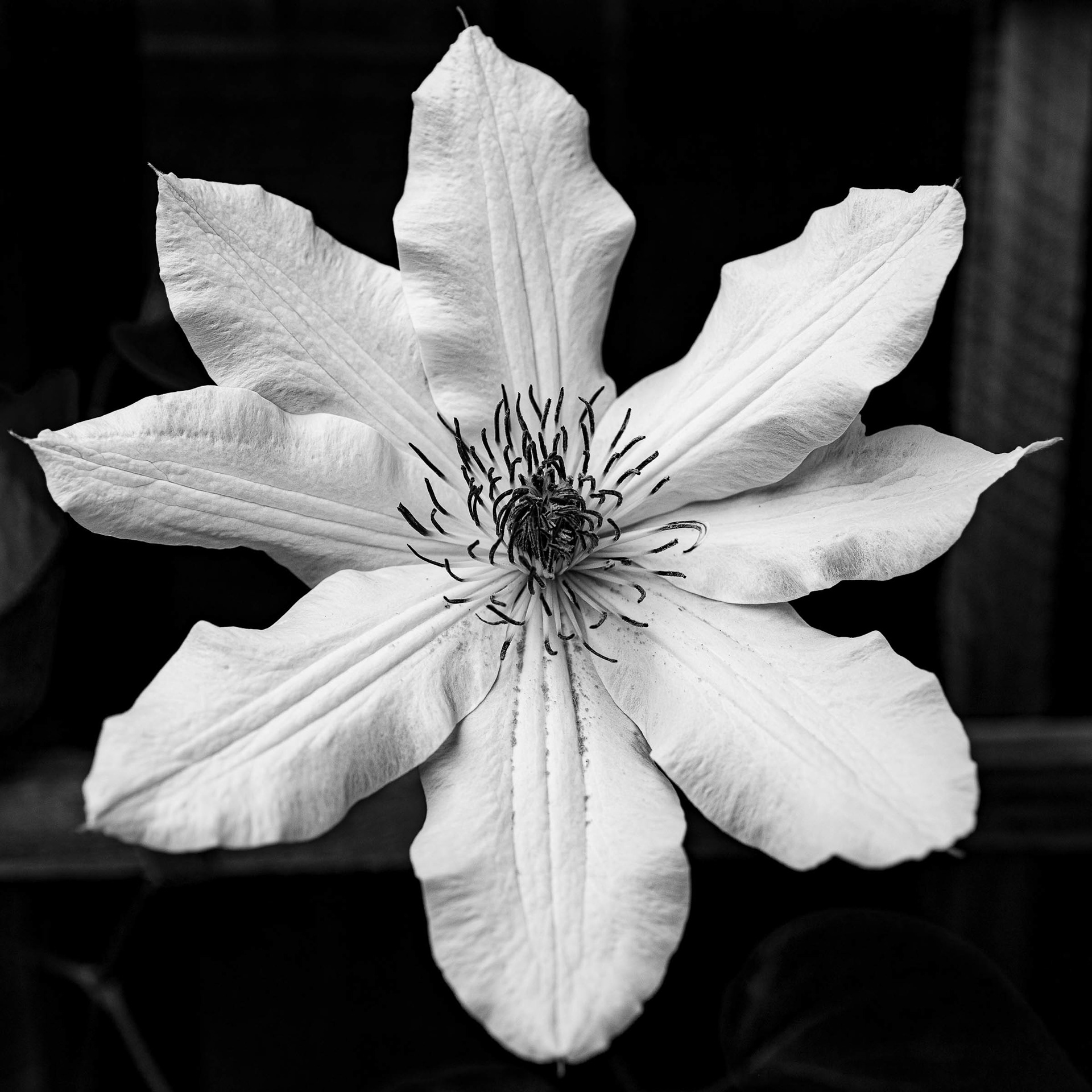 #0072 Platinum/Palladium Print (Size M, L)