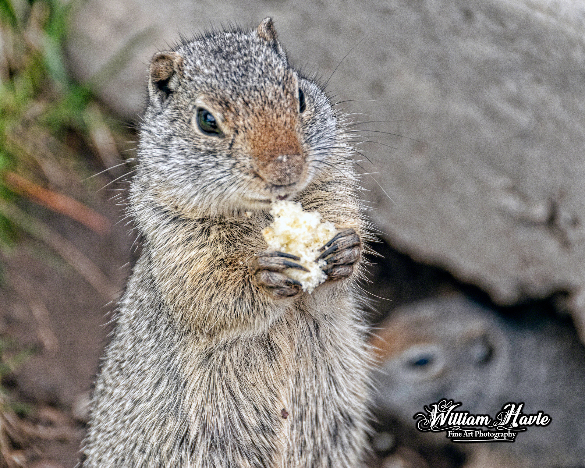 Ground Squirrel Eating