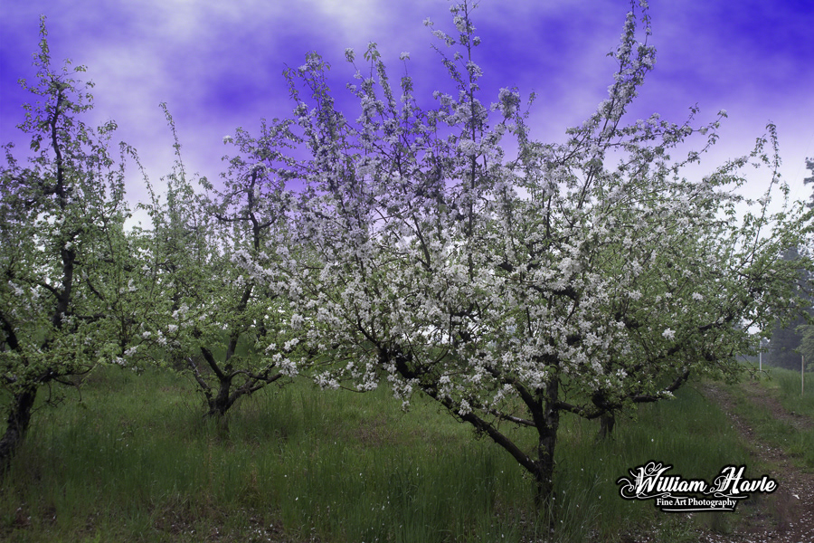 Morning Apple Blooms
