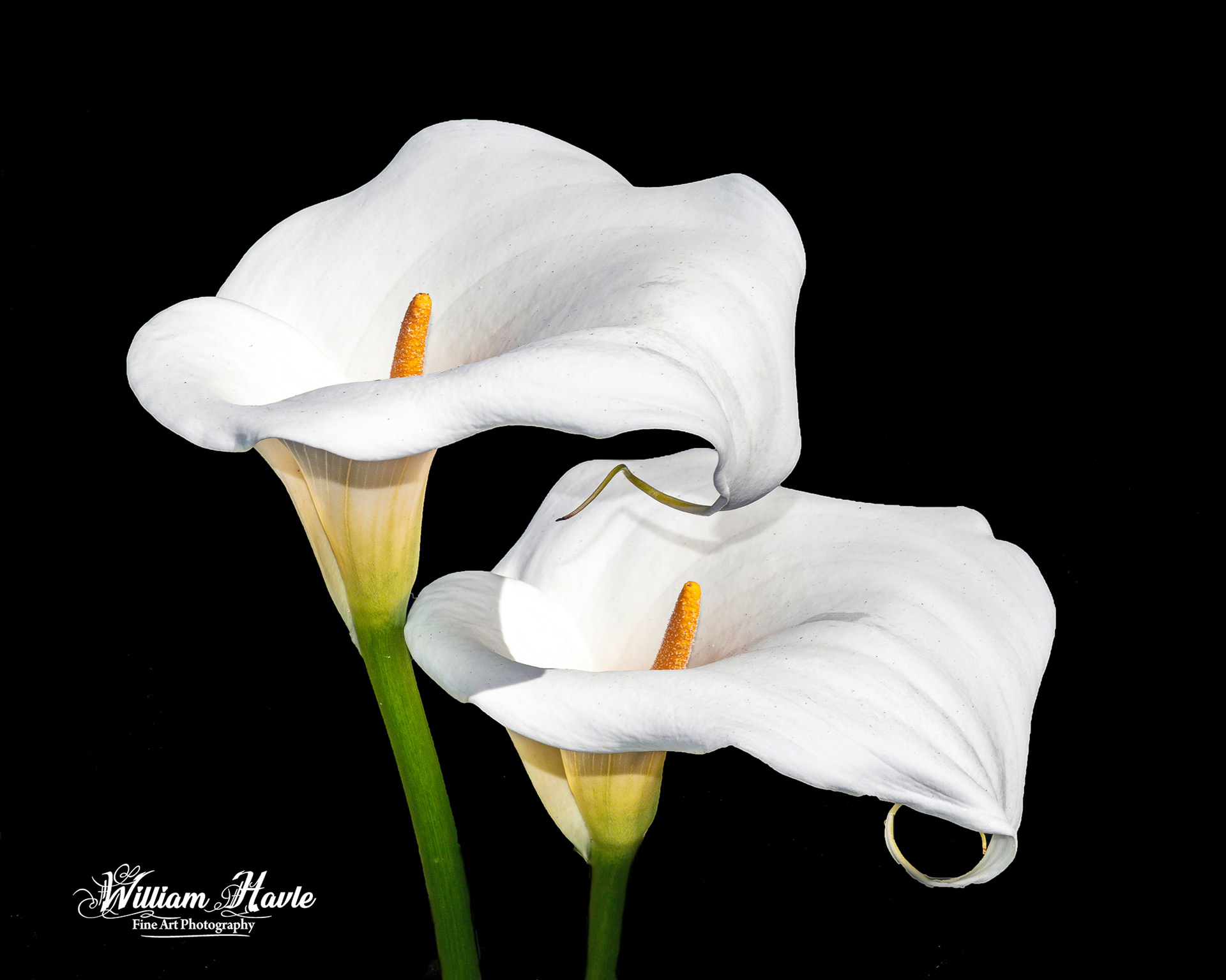 Two Lily's
