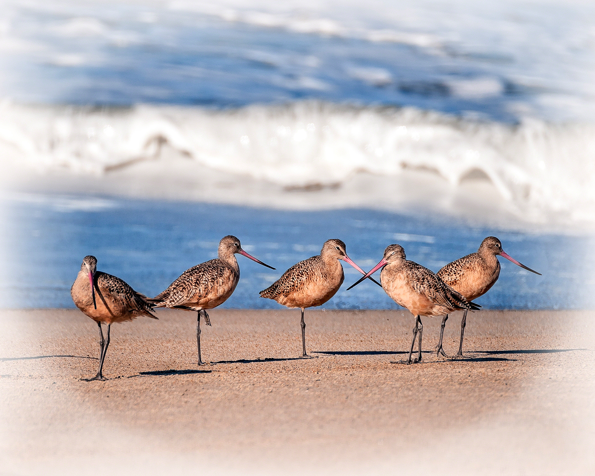 Godwits On The Beach
