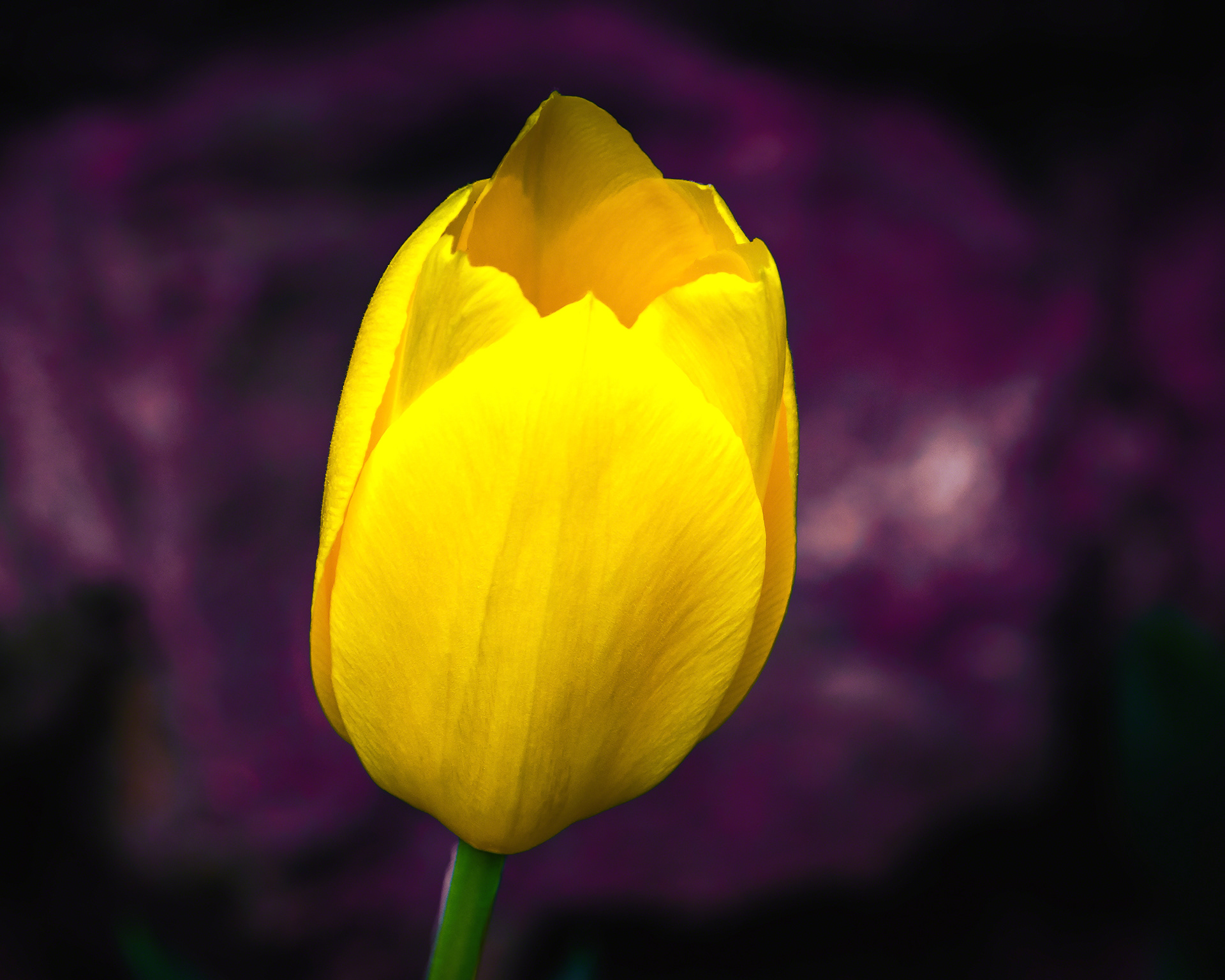 Yellow Bloom