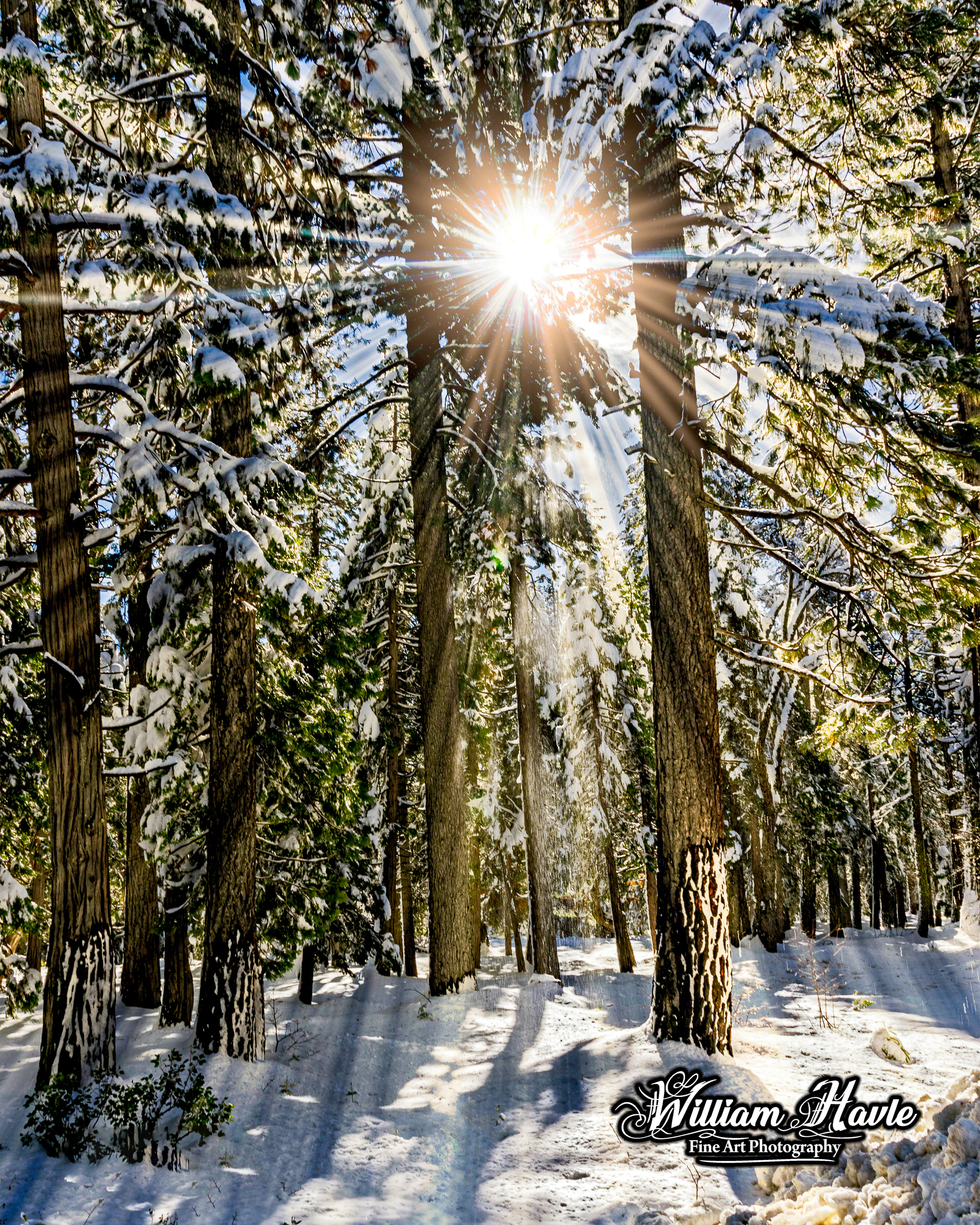 Sierra Forest Snow Sun Burst