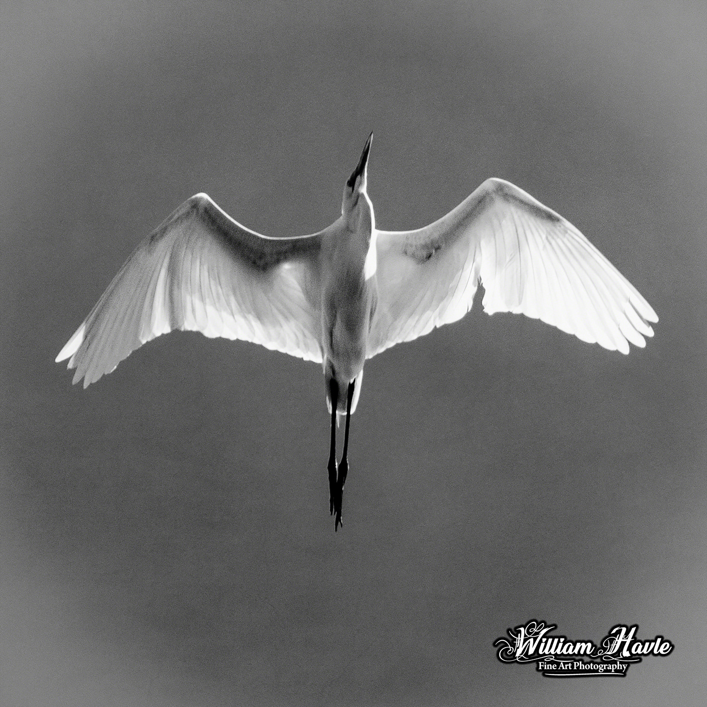 Flight