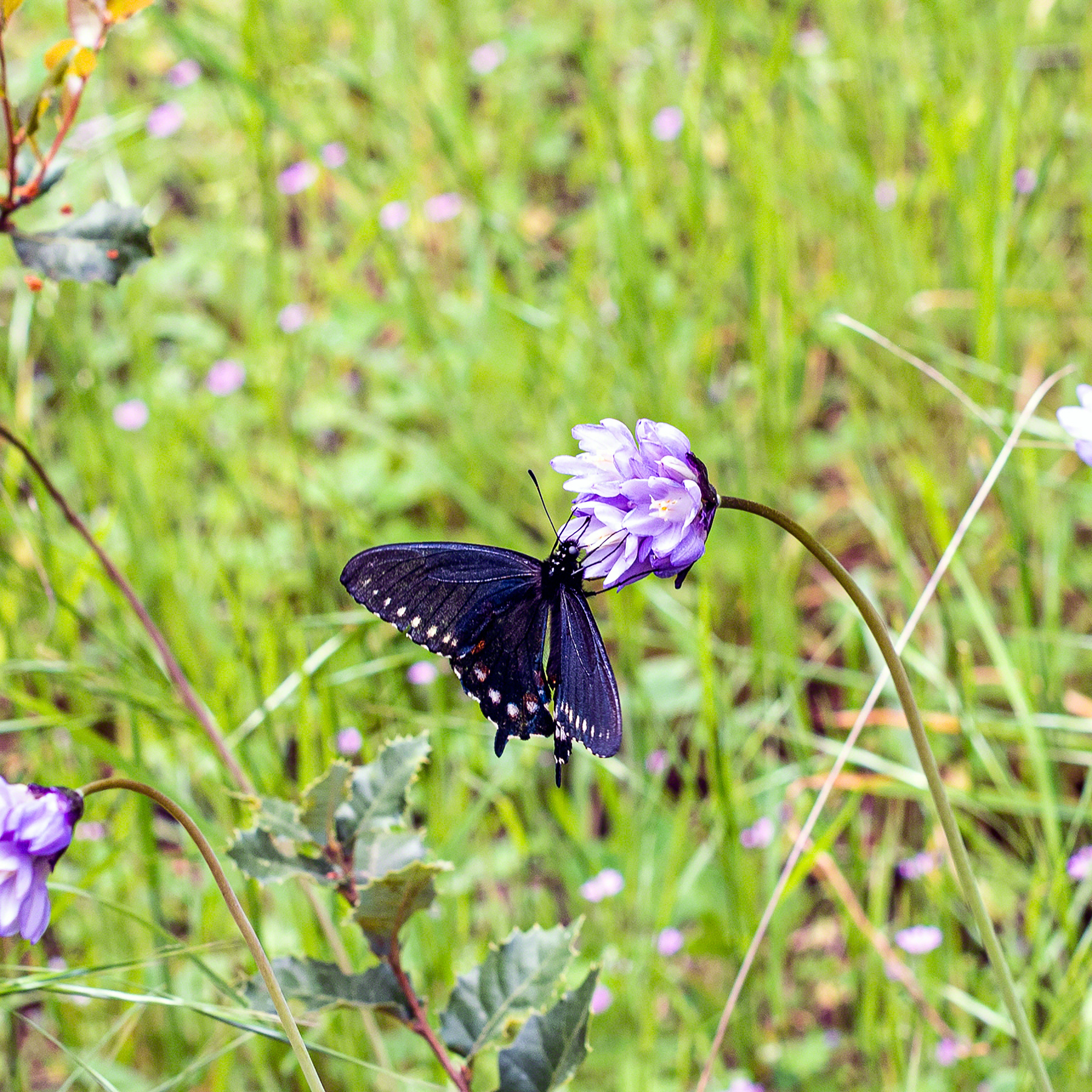 Black Swallowtail Butterfly