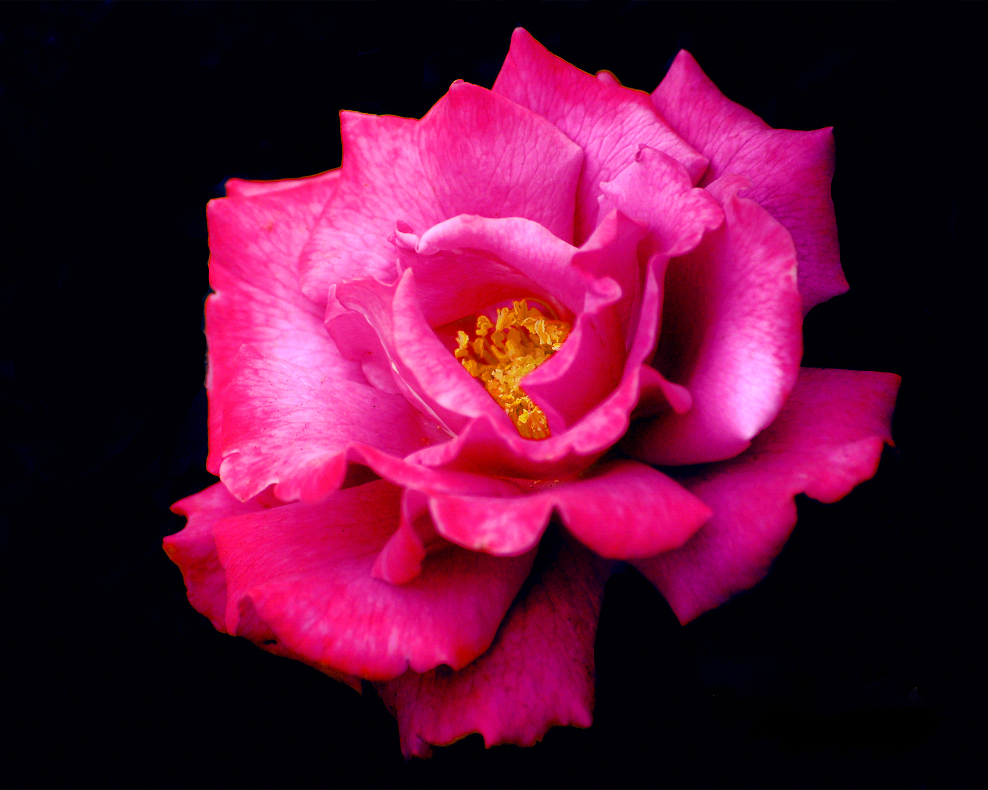 Beauty In A Rose