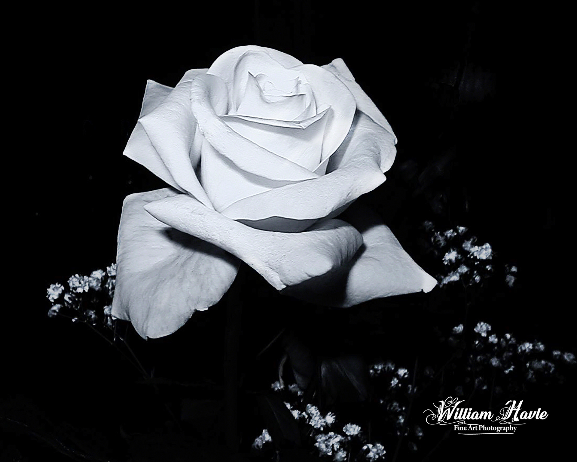 White Rose N Babies Breath