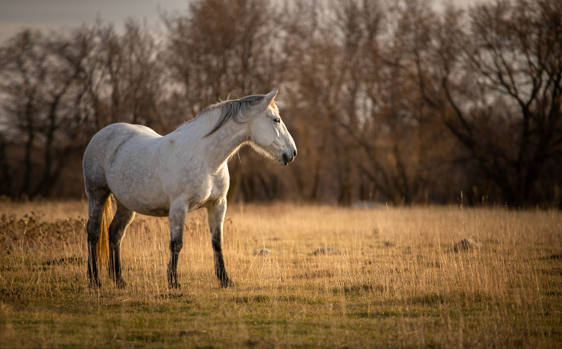 Evening Light