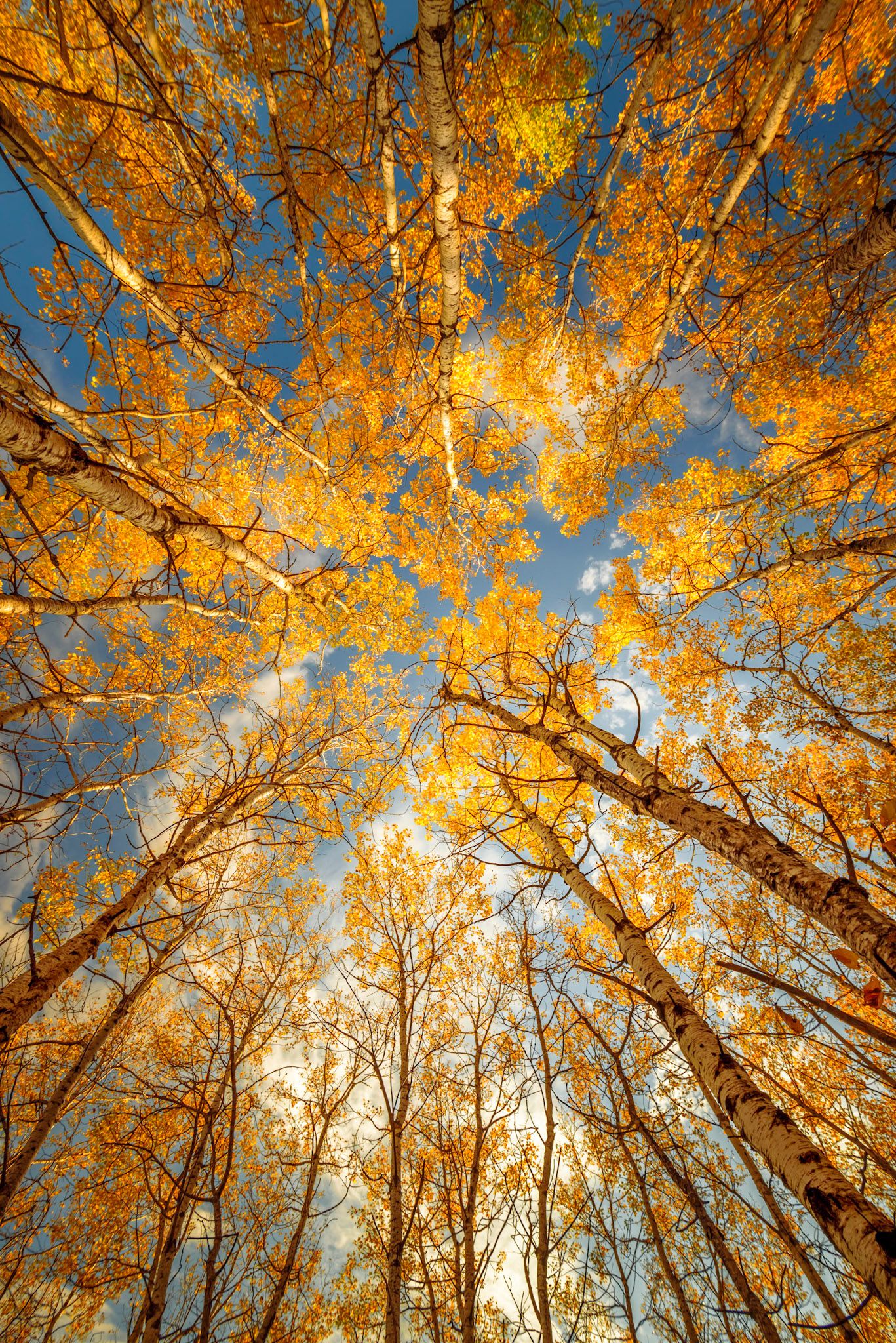 Golden Aspens