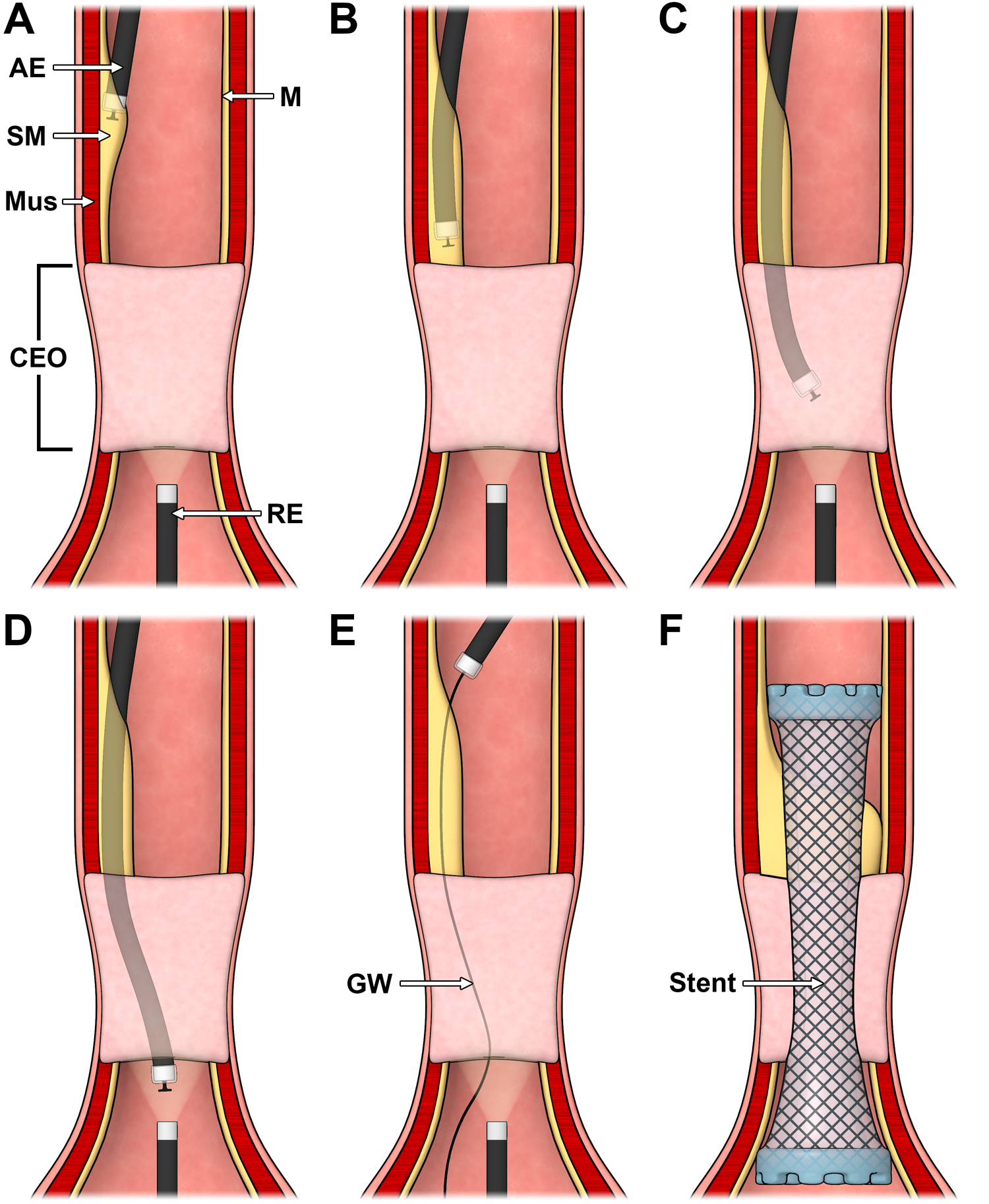 Donald Backos - Biomedical Illustration