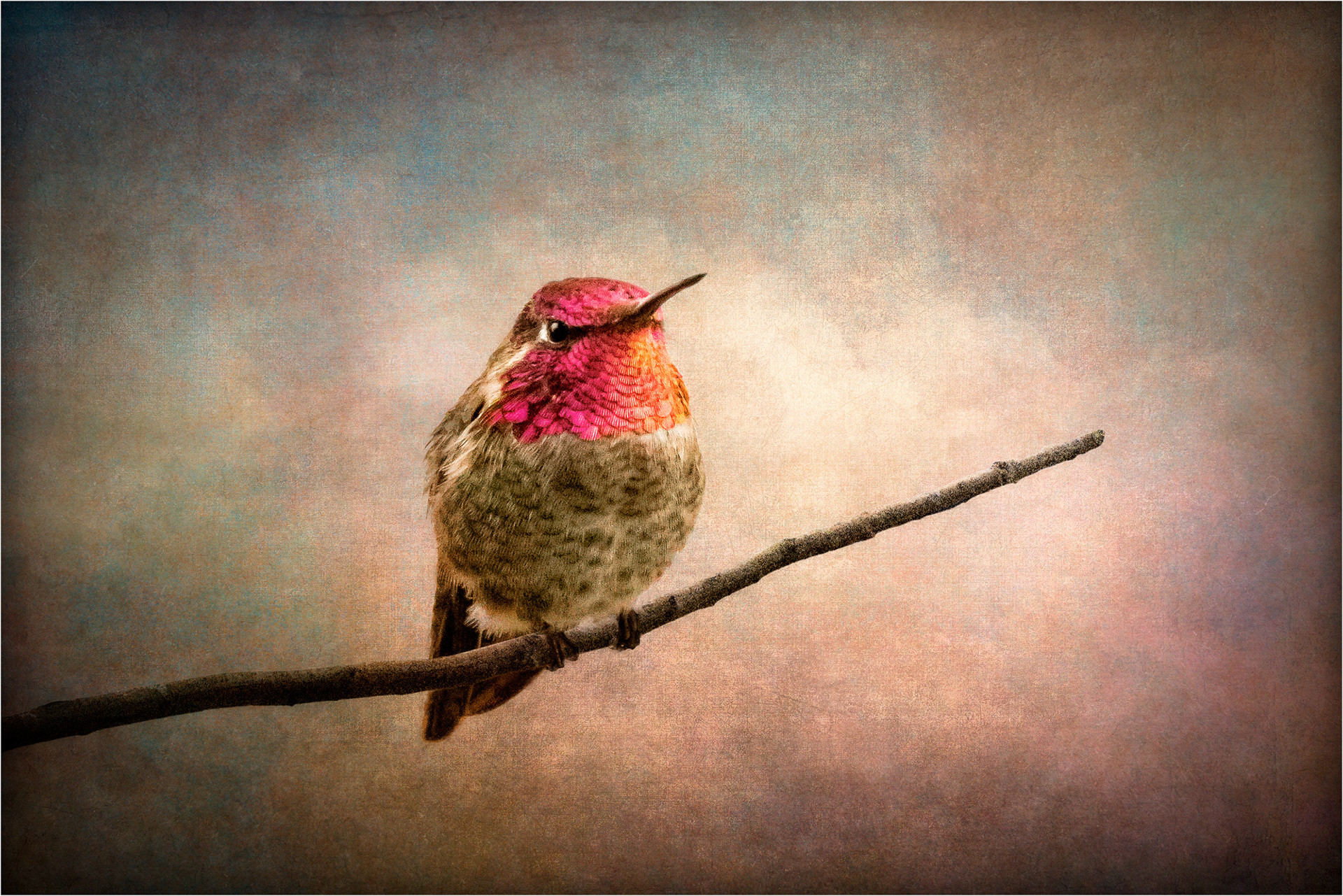 Hummingbird
