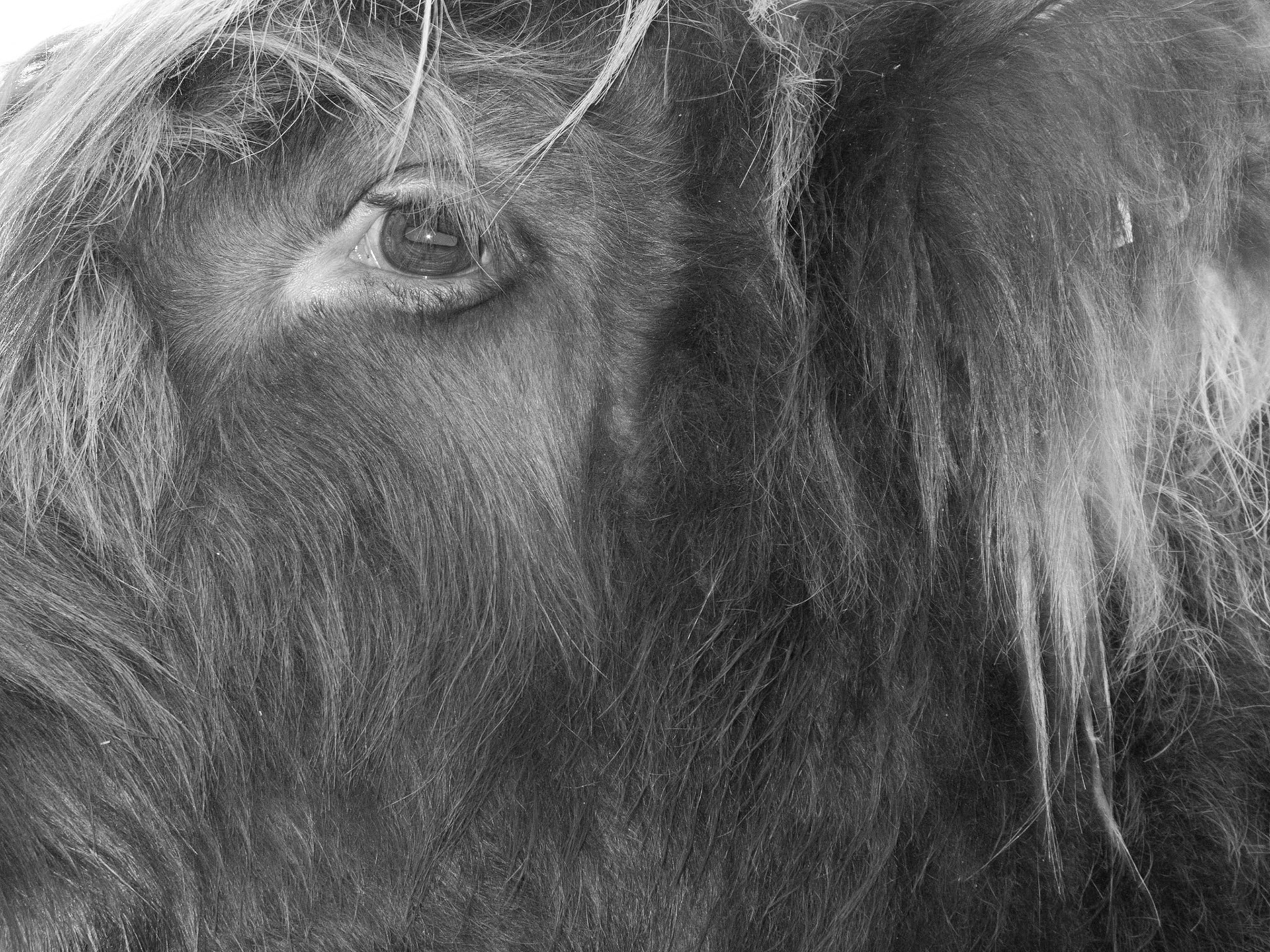 Highland Cow