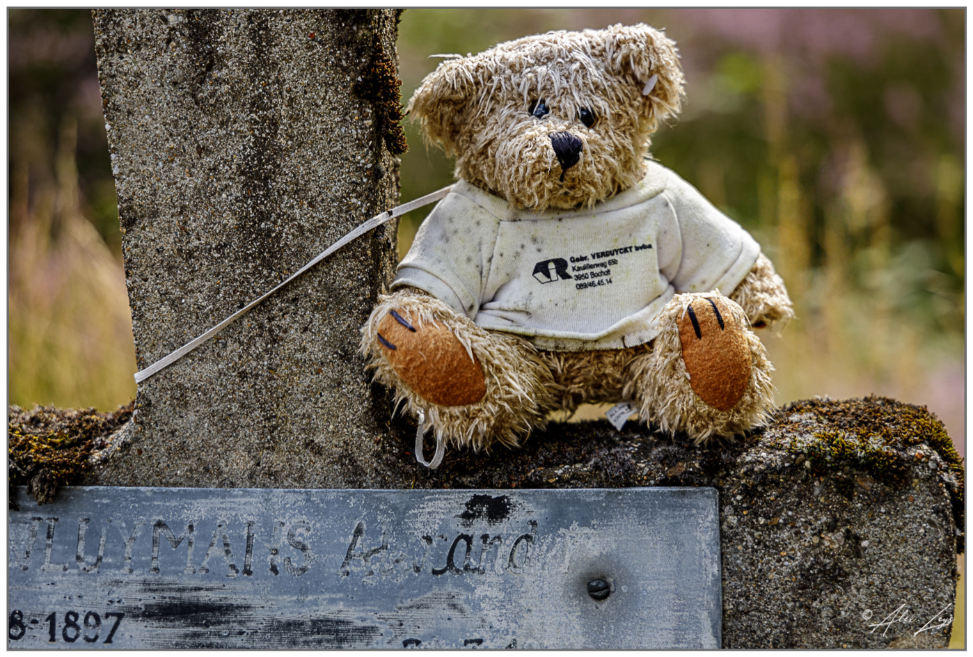 The guardian of this abandoned graveyard