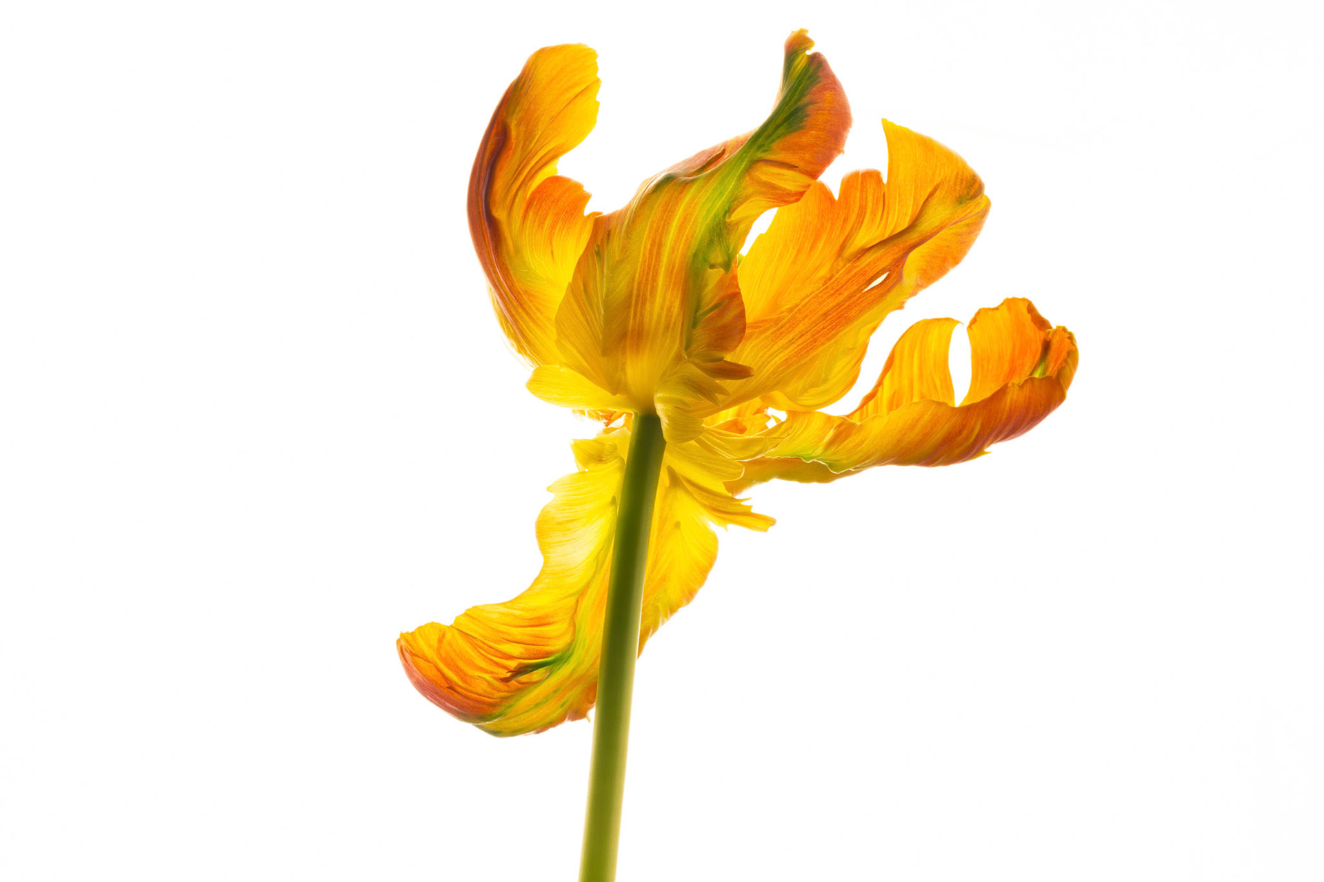 Tulip - S102