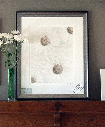 Daisies. Duotone print (using strategically applied selenium toner.)