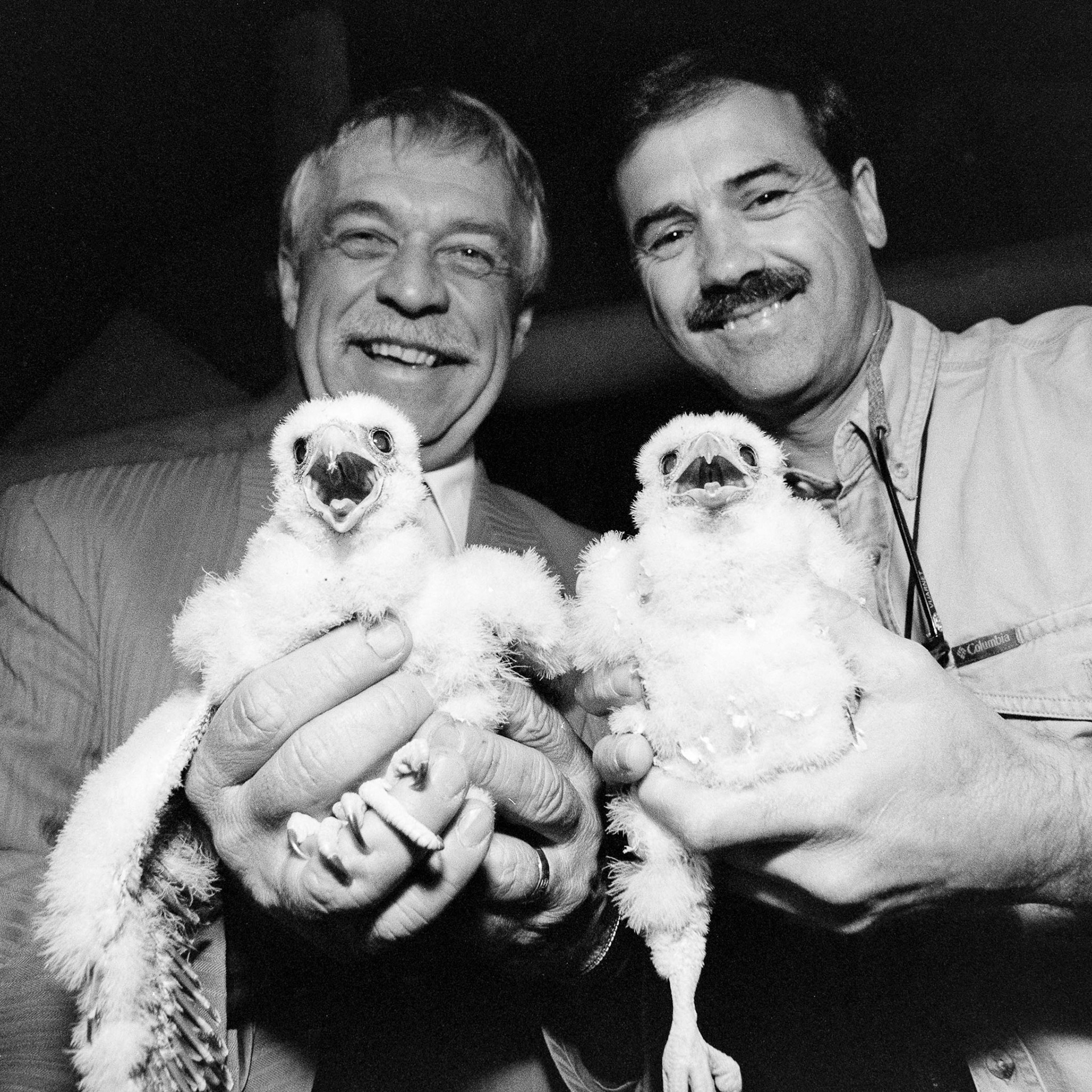 Peregrine falcon chicks express dismay at their temporary removal from a nest atop a Montreal skyscraper.  They were banded then promptly reunited with their concerned parents. July 1996.