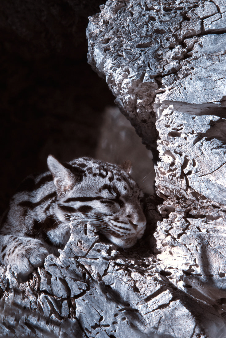 Clouded Leopard Nap