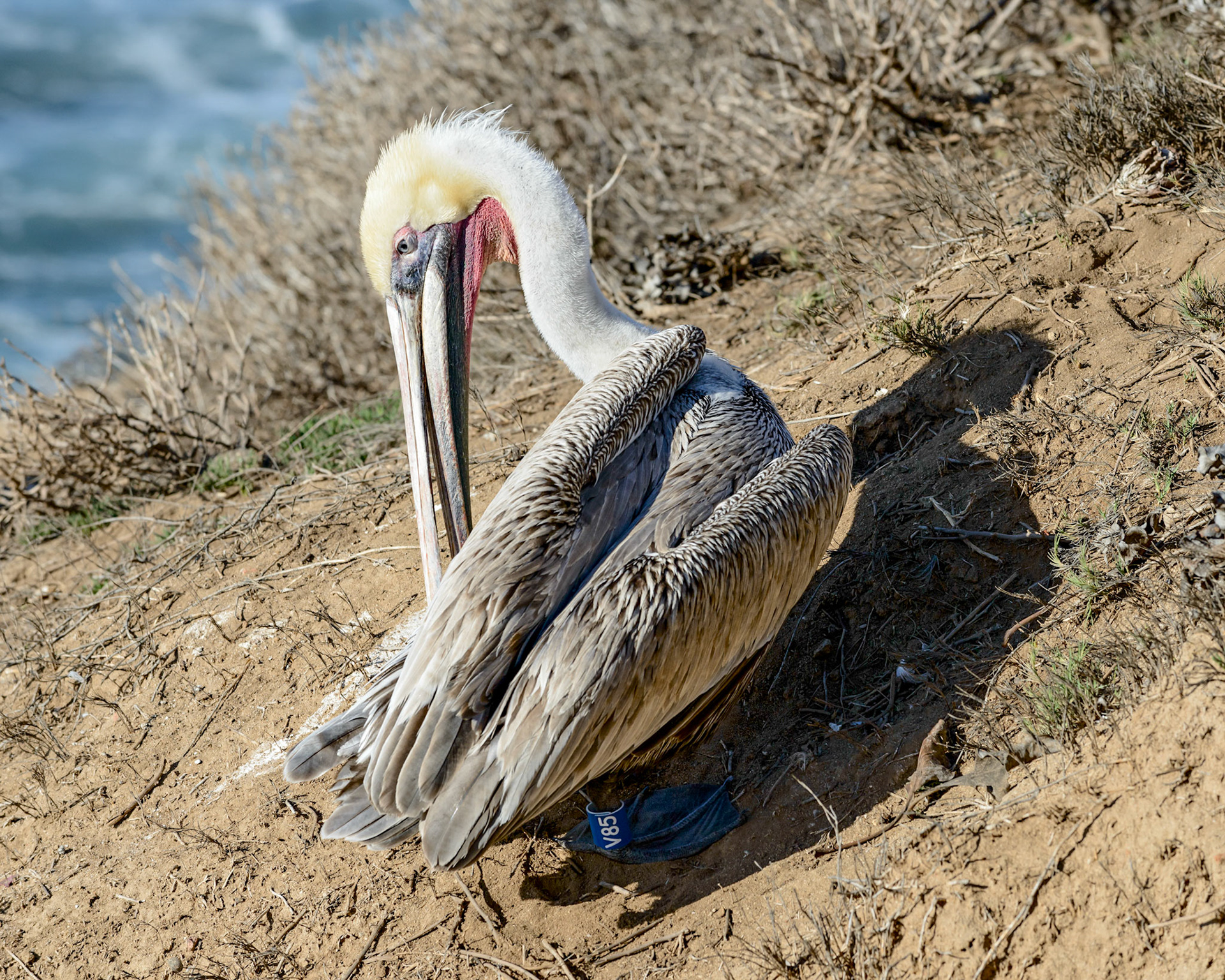 California Brown Pelican, La Jolla, CA, 2015