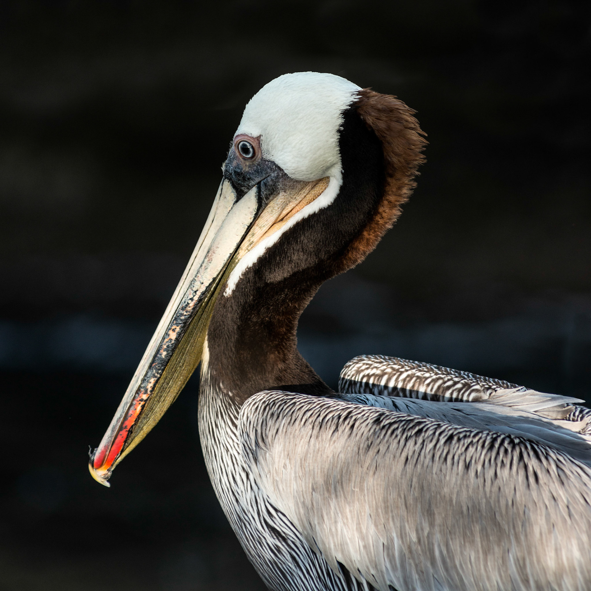 California Brown Pelican, La Jolla, 2013