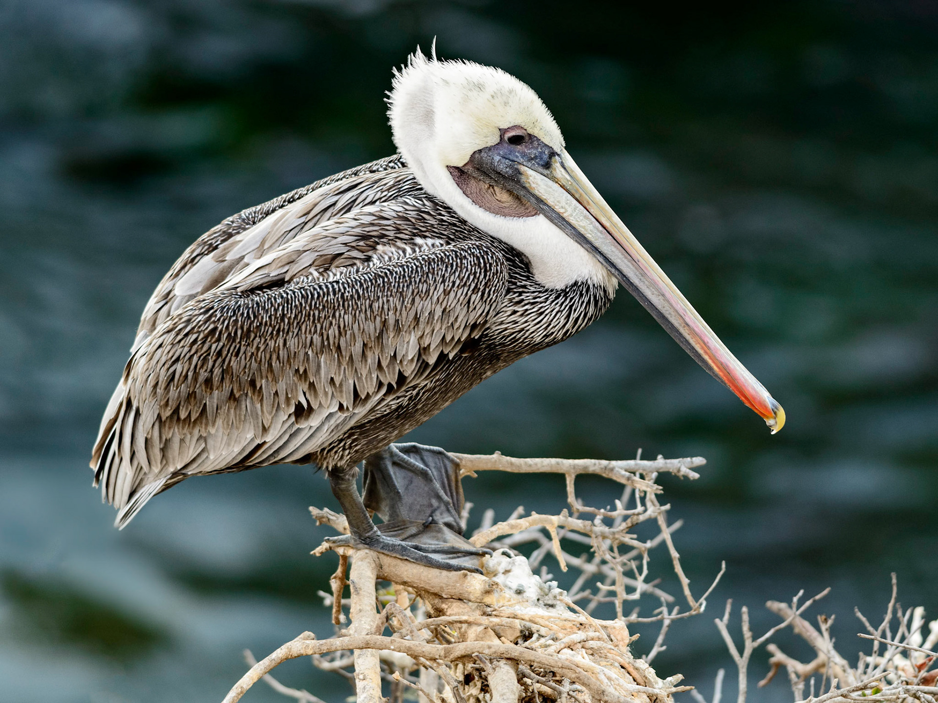 California Brown Pelican, La Jolla, CA, 2014