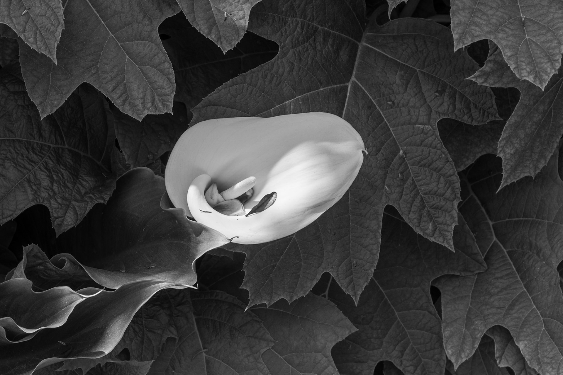 Calla Lily, Cambria, 2019