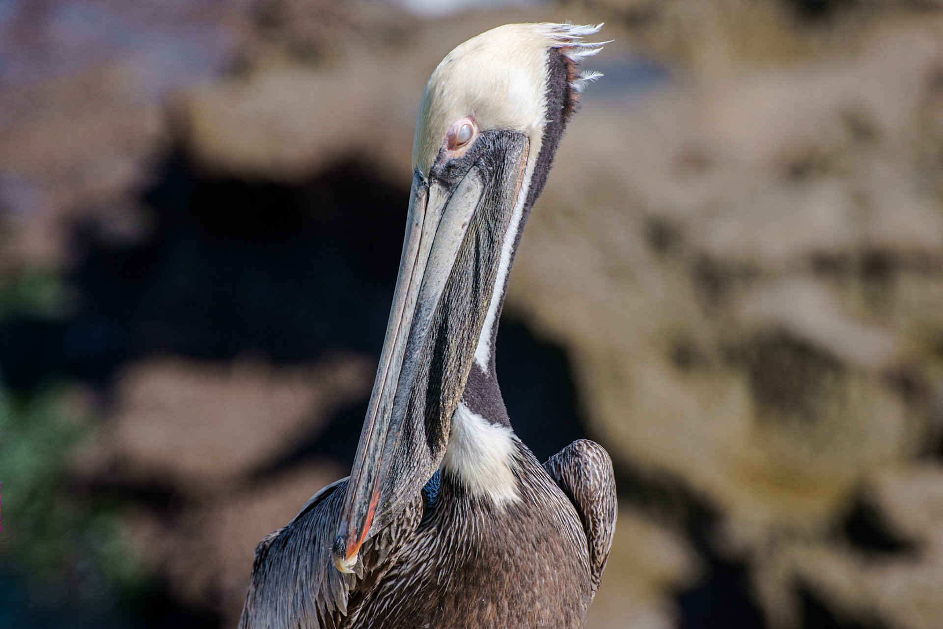California Brown Pelican, La Jolla, CA, 2013